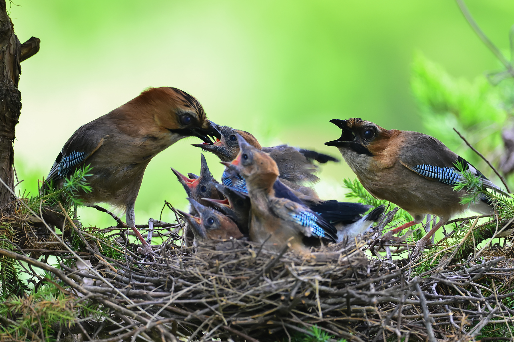 PHOTO BY ChoiJunqSeop | Canon EOS-1D X Mark II | 2024:06:27 16:14:34 | ISO-100 | 1/80 sec | f 7.1 | 300 mm | EV=-0.7 | ● WIDTH:1800 pixels  HEIGHT:1200 pixels