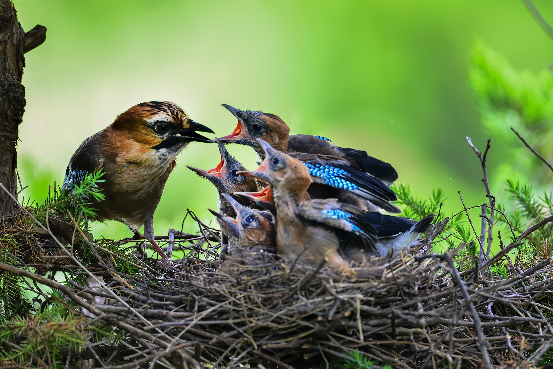 PHOTO BY ChoiJunqSeop | Canon EOS-1D X Mark II | 2024:06:27 16:14:14 | ISO-100 | 1/80 sec | f 7.1 | 300 mm | EV=-0.7 | ● WIDTH:1800 pixels  HEIGHT:1200 pixels