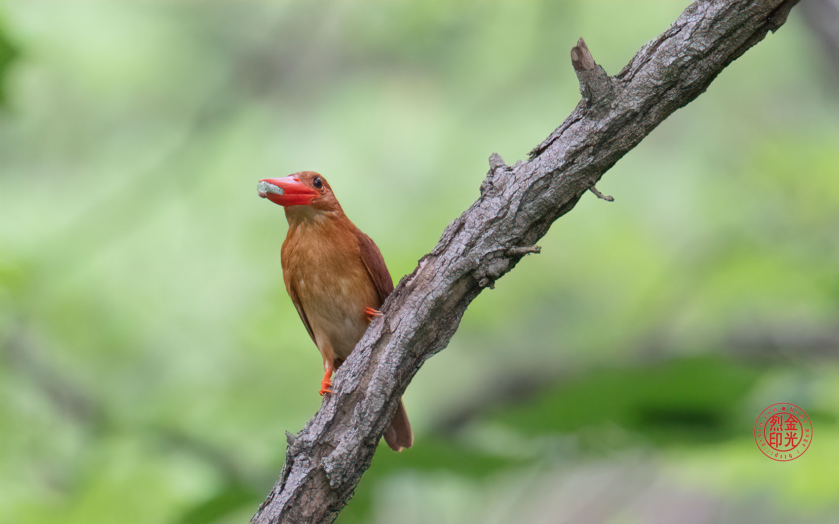 PHOTO BY KKY_CWANG_YEOL | NIKON Z 8 | 2024:07:07 09:18:16 | ISO-8000 | 1/500 sec | f 5.6 | 400 mm | EV=0.7 | ● WIDTH:1700 pixels  HEIGHT:1062 pixels