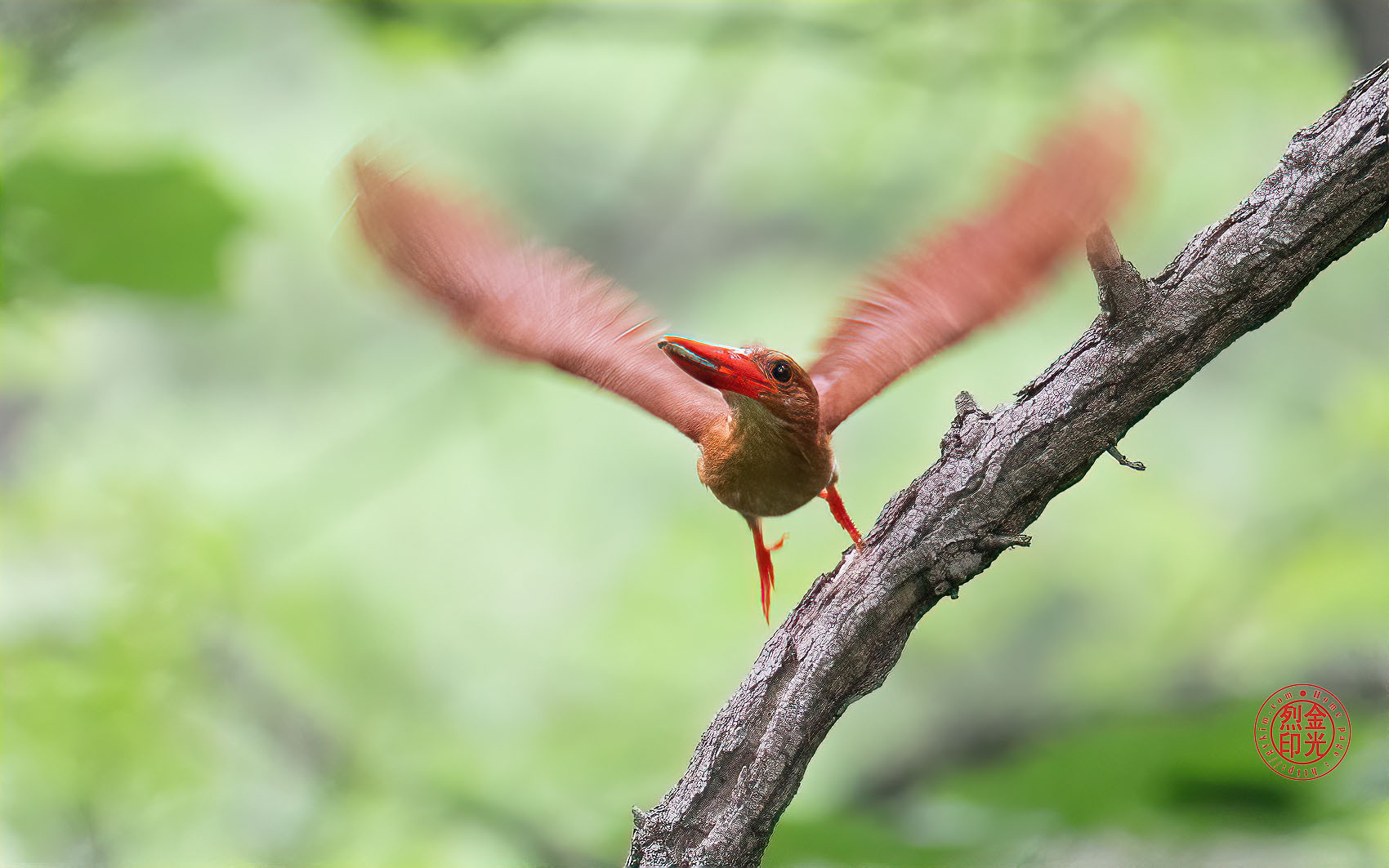 PHOTO BY KKY_CWANG_YEOL | NIKON Z 8 | 2024:07:07 09:21:28 | ISO-8000 | 1/400 sec | f 5.6 | 400 mm | EV=0.7 | ● WIDTH:1700 pixels  HEIGHT:1063 pixels