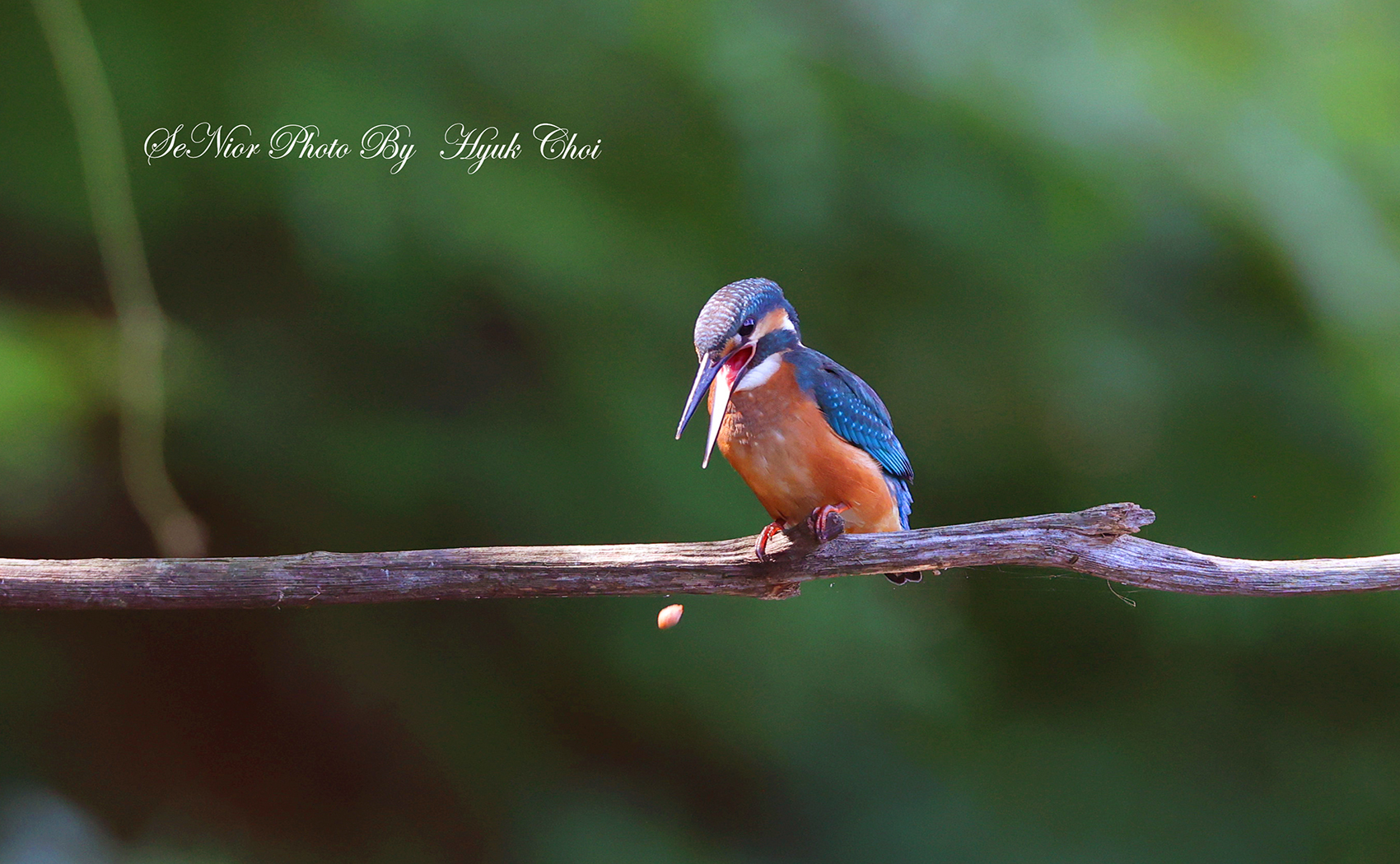 PHOTO BY  | Canon EOS R6 | 2024:07:05 14:35:38 | ISO-4000 | 1/640 sec | f 6.3 | 309 mm | EV=0 | ● WIDTH:1700 pixels  HEIGHT:1050 pixels