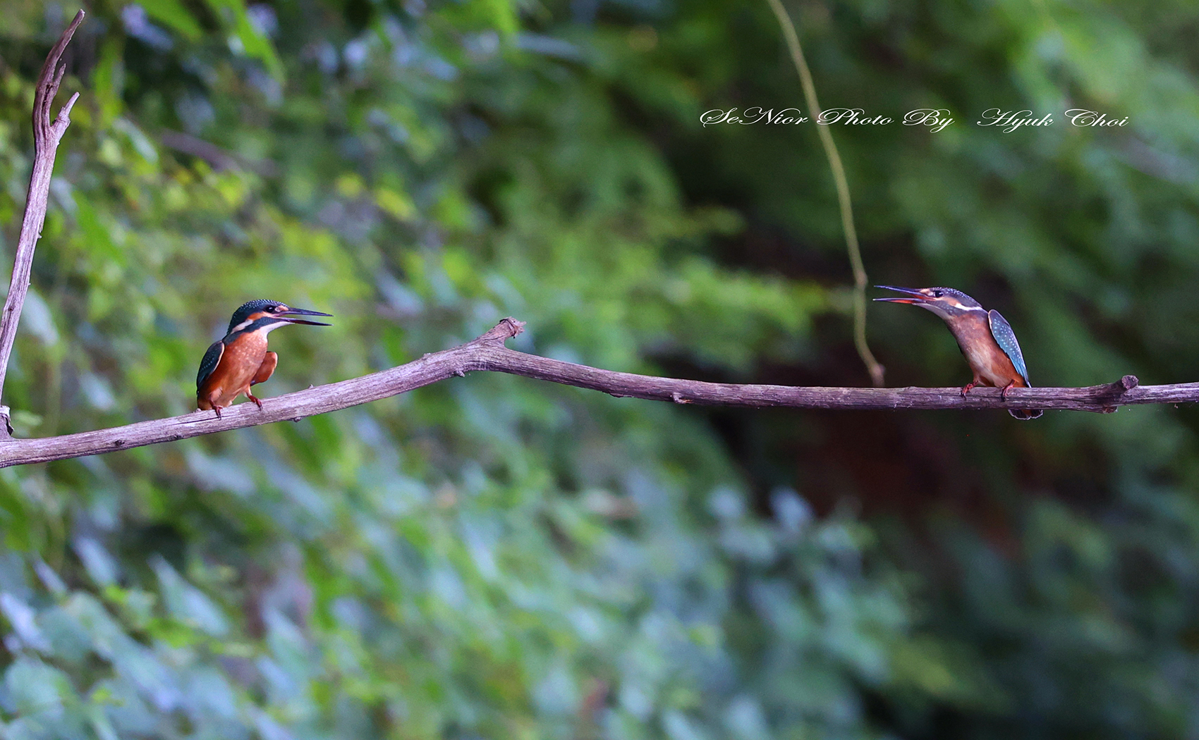 PHOTO BY  | Canon EOS R6 | 2024:07:05 15:21:05 | ISO-6400 | 1/640 sec | f 6.3 | 191 mm | EV=0 | ● WIDTH:1700 pixels  HEIGHT:1050 pixels