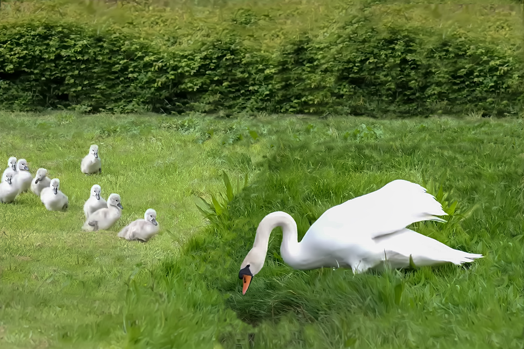 PHOTO BY ChoiJunqSeop | Canon EOS-1D X Mark II | 2024:06:27 16:18:24 | ISO-100 | 1/25 sec | f 7.1 | 300 mm | EV=-0.7 | ● WIDTH:1800 pixels  HEIGHT:1200 pixels