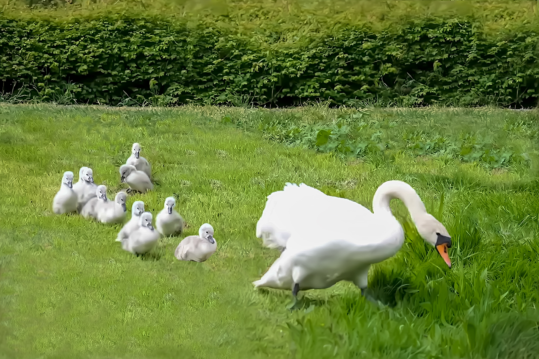 PHOTO BY ChoiJunqSeop | Canon EOS-1D X Mark II | 2024:06:27 16:18:24 | ISO-100 | 1/25 sec | f 7.1 | 300 mm | EV=-0.7 | ● WIDTH:1800 pixels  HEIGHT:1200 pixels