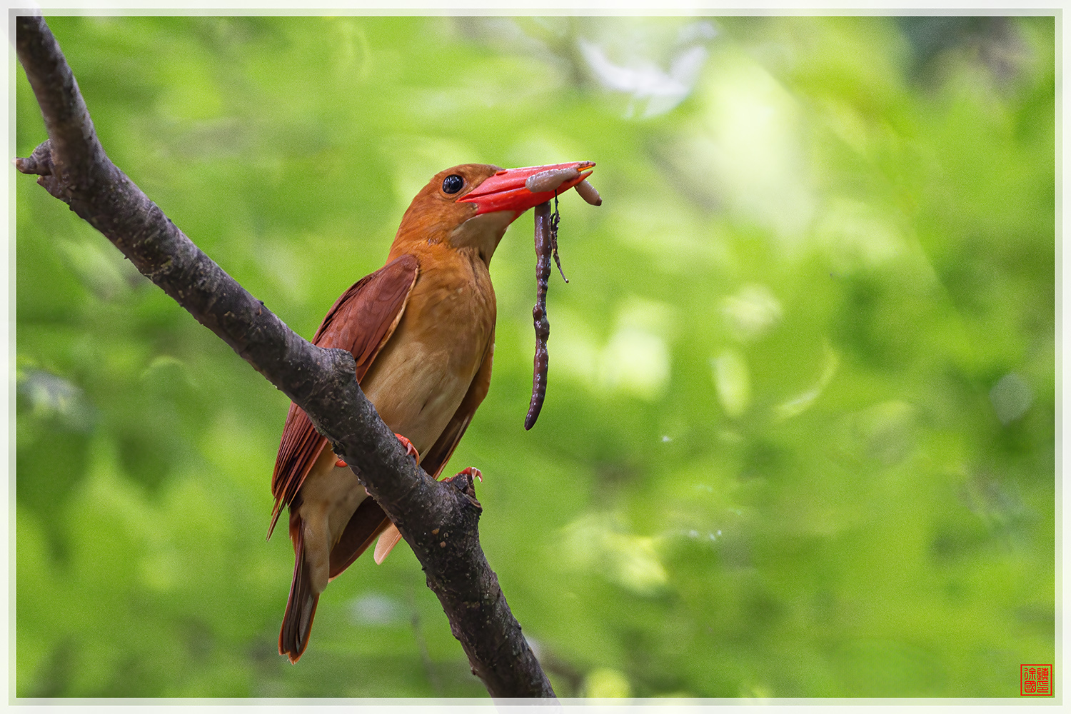 PHOTO BY  | NIKON Z 9 | 2024:07:08 09:16:10 | ISO-9000 | 1/250 sec | f 5.6 | 840 mm | EV=0.7 | ● WIDTH:1500 pixels  HEIGHT:1000 pixels