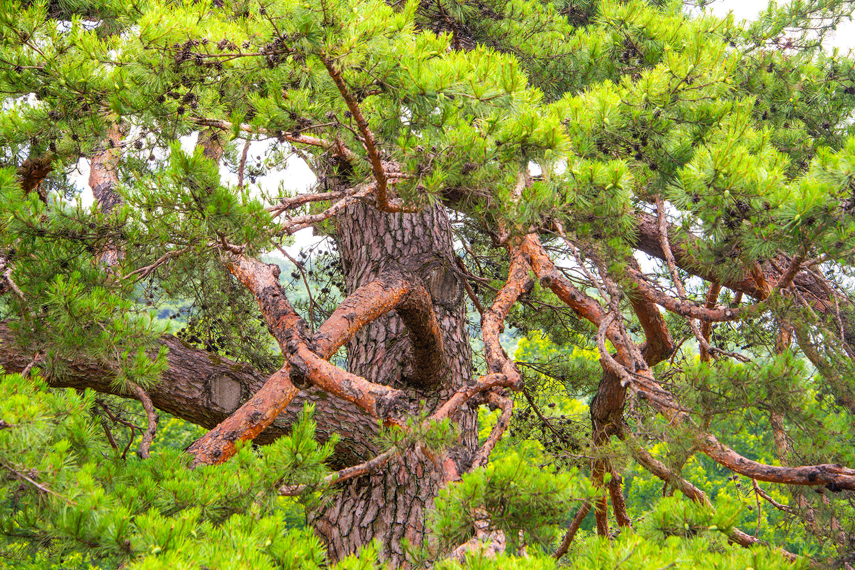 PHOTO BY  | NIKON D850 | 2024:06:29 15:50:16 | ISO-400 | 1/125 sec | f 7.1 | 112 mm | EV=0 | ● WIDTH:1700 pixels  HEIGHT:1133 pixels