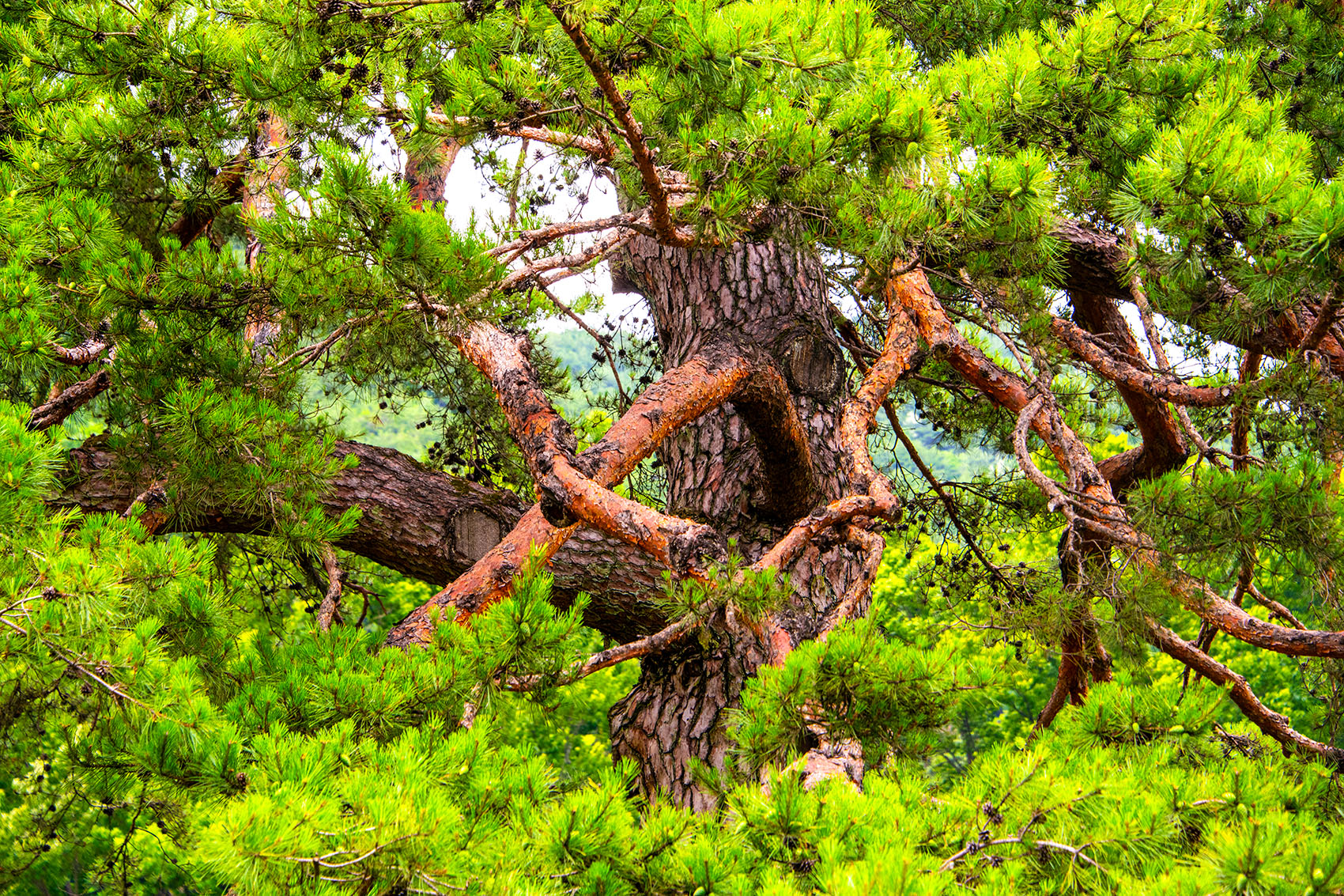 PHOTO BY  | NIKON D850 | 2024:06:29 15:51:12 | ISO-400 | 1/160 sec | f 7.1 | 112 mm | EV=0 | ● WIDTH:1700 pixels  HEIGHT:1133 pixels