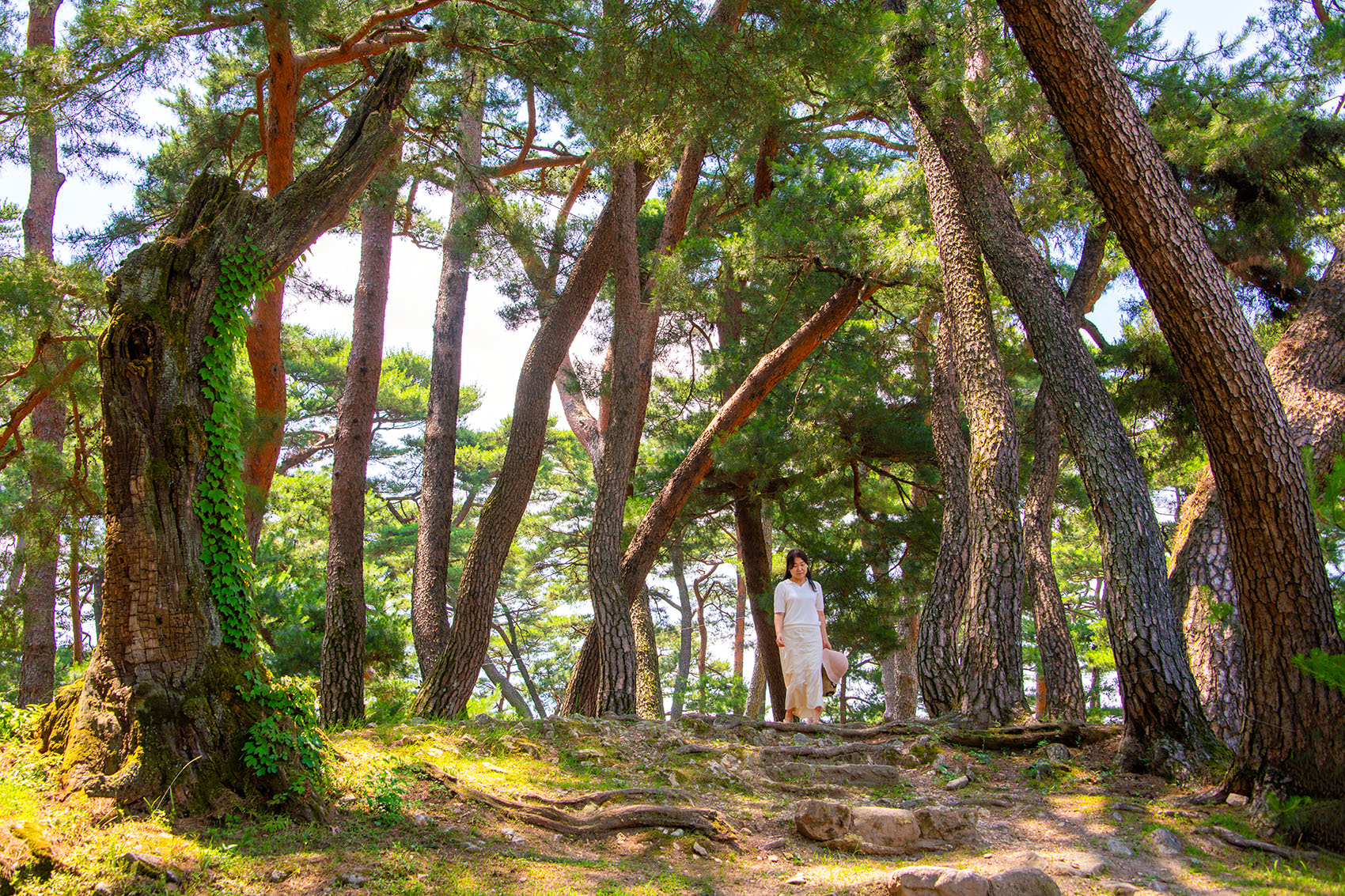 PHOTO BY  | NIKON D850 | 2024:06:29 13:12:28 | ISO-400 | 1/400 sec | f 7.1 | 48 mm | EV=0 | ● WIDTH:1700 pixels  HEIGHT:1133 pixels