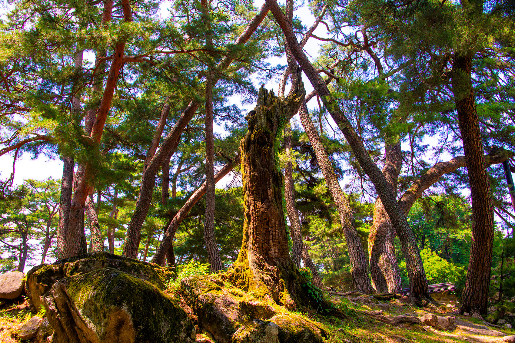 PHOTO BY  | NIKON D850 | 2024:06:29 13:07:13 | ISO-400 | 1/640 sec | f 7.1 | 34 mm | EV=0 | ● WIDTH:1700 pixels  HEIGHT:1133 pixels