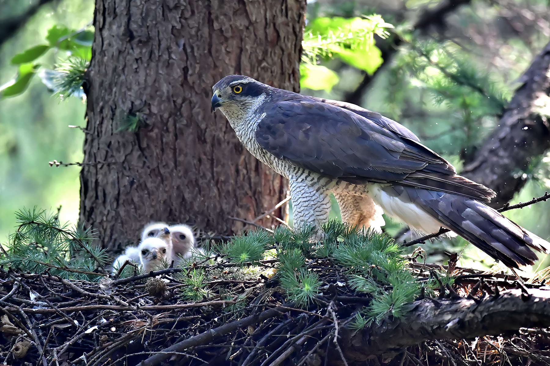 PHOTO BY ChoiJunqSeop | Canon EOS-1D X Mark II | 2024:06:27 16:15:10 | ISO-100 | 1/80 sec | f 7.1 | 300 mm | EV=-0.7 | ● WIDTH:1800 pixels  HEIGHT:1200 pixels