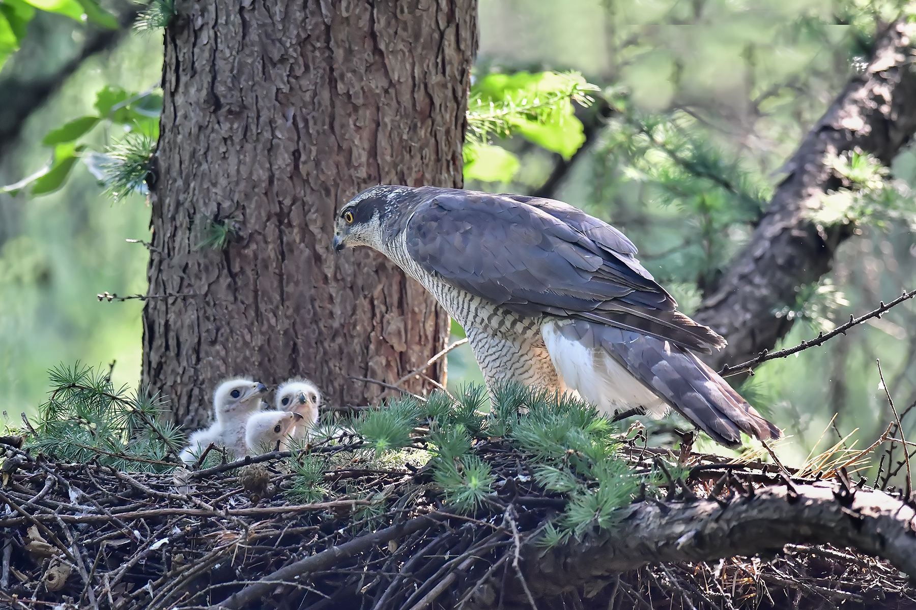 PHOTO BY ChoiJunqSeop | Canon EOS-1D X Mark II | 2024:06:27 16:15:10 | ISO-100 | 1/80 sec | f 7.1 | 300 mm | EV=-0.7 | ● WIDTH:1800 pixels  HEIGHT:1200 pixels