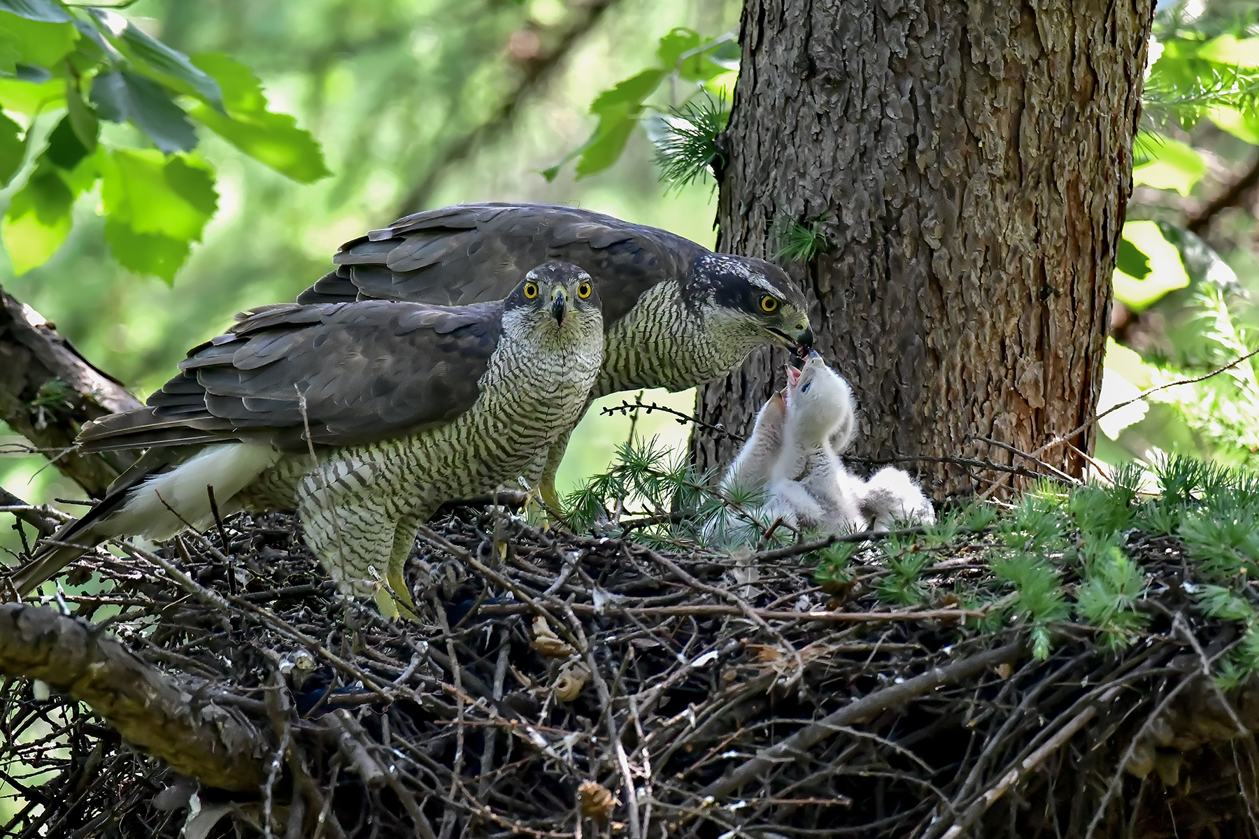 PHOTO BY ChoiJunqSeop | Canon EOS-1D X Mark II | 2024:06:27 16:15:10 | ISO-100 | 1/80 sec | f 7.1 | 300 mm | EV=-0.7 | ● WIDTH:1800 pixels  HEIGHT:1200 pixels