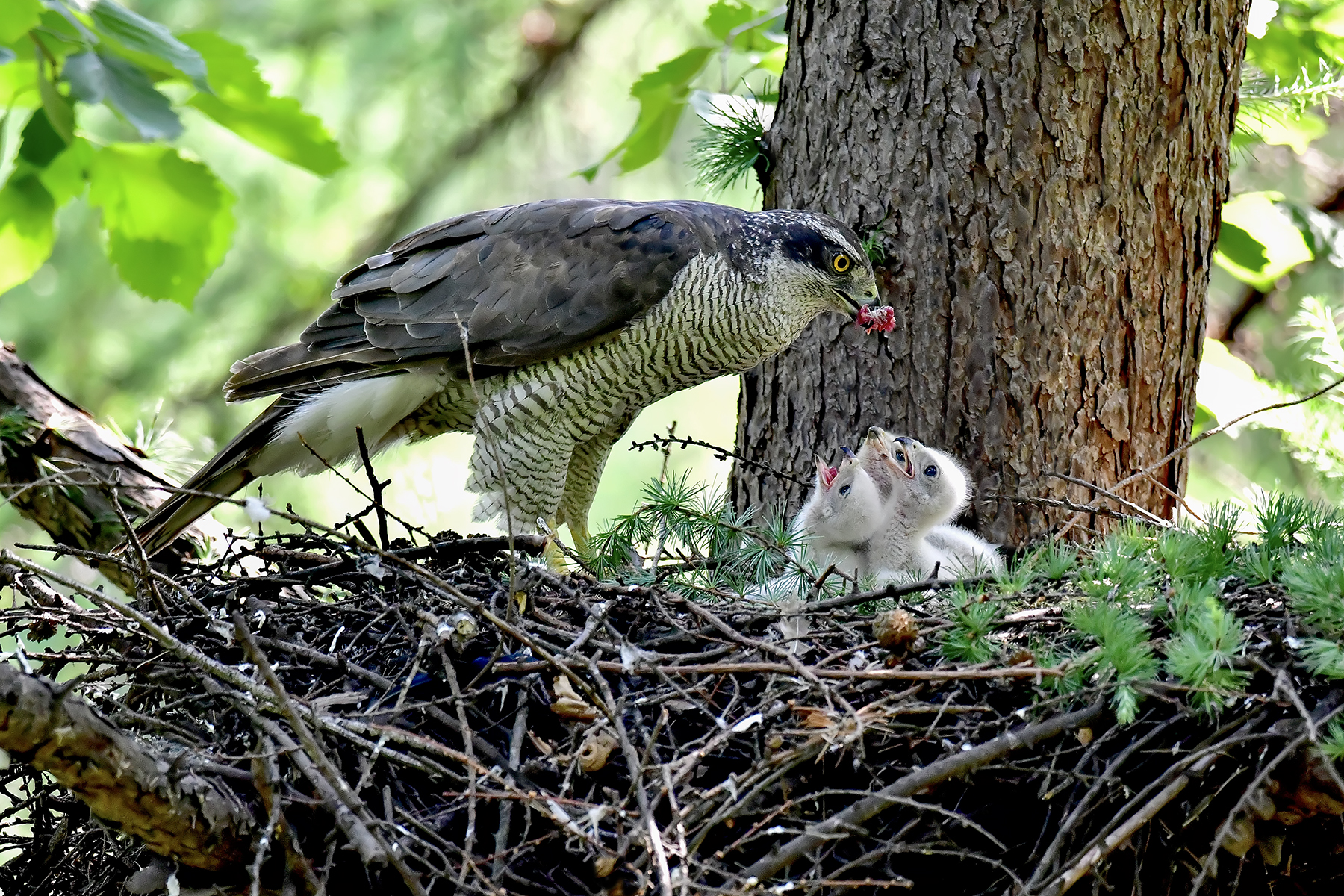 PHOTO BY ChoiJunqSeop | Canon EOS-1D X Mark II | 2024:06:27 16:15:10 | ISO-100 | 1/80 sec | f 7.1 | 300 mm | EV=-0.7 | ● WIDTH:1800 pixels  HEIGHT:1200 pixels