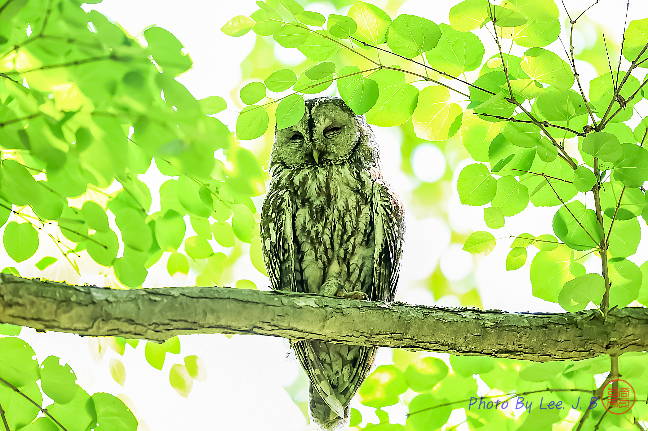 PHOTO BY  | Canon EOS R3 | 2024:06:19 09:50:25 | ISO-4000 | 1/1250 sec | f 4 | 600 mm | EV=-0.7 | ● WIDTH:2090 pixels  HEIGHT:1391 pixels