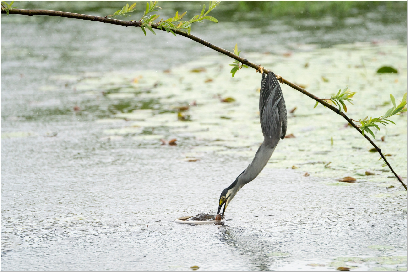 PHOTO BY  | ILCE-7RM4 | 2024:06:22 15:05:50 | ISO-1000 | 1/2000 sec | f 6.3 | 273 mm | EV=0 | ● WIDTH:1707 pixels  HEIGHT:1140 pixels