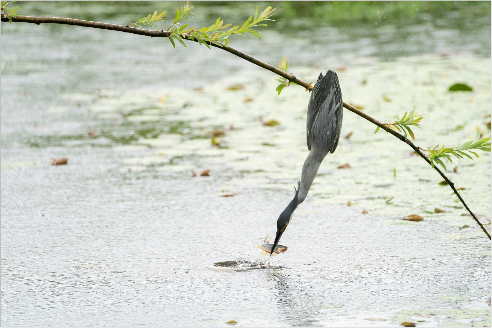 PHOTO BY  | ILCE-7RM4 | 2024:06:22 15:05:50 | ISO-1000 | 1/2000 sec | f 6.3 | 273 mm | EV=0 | ● WIDTH:1707 pixels  HEIGHT:1140 pixels