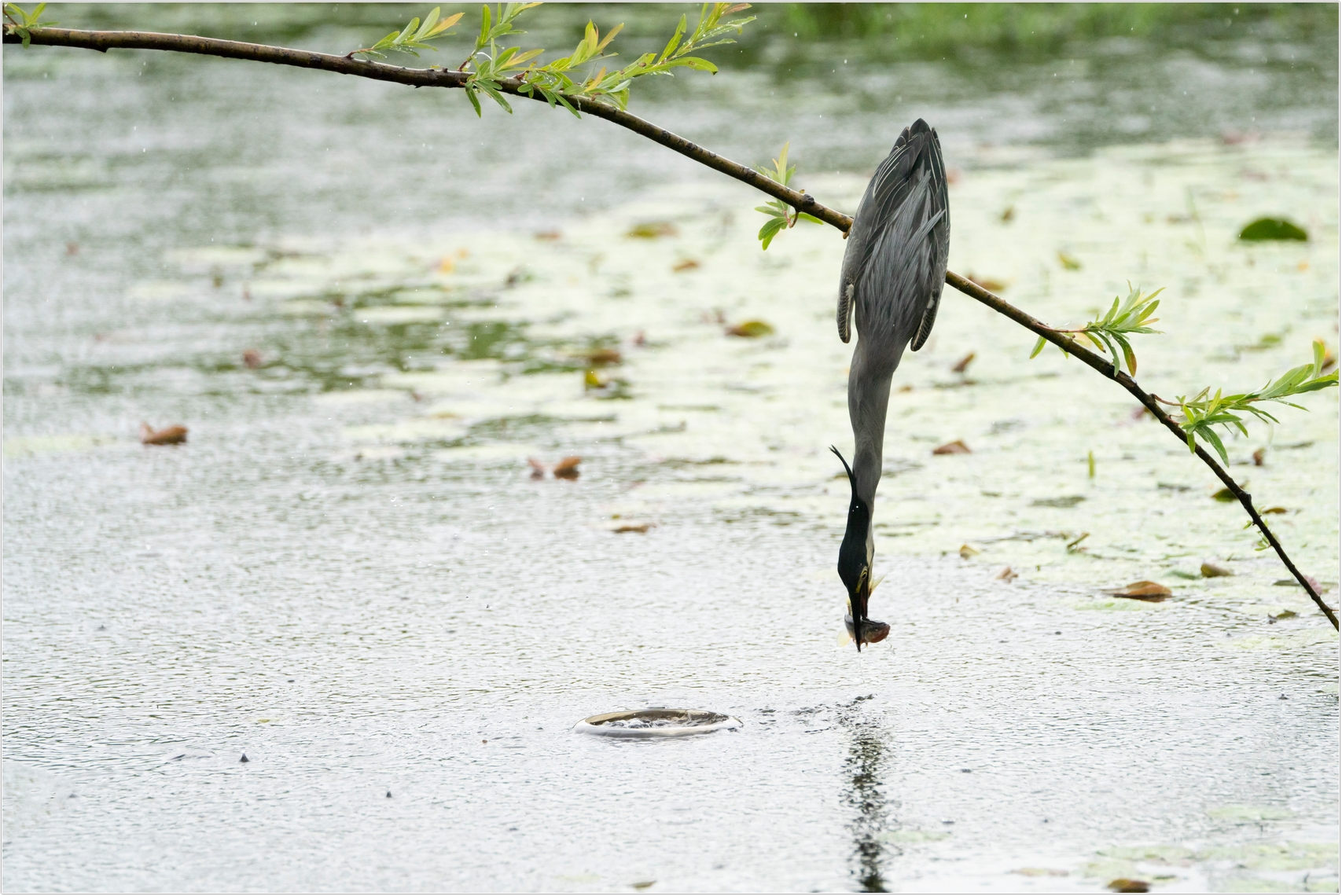 PHOTO BY  | ILCE-7RM4 | 2024:06:22 15:05:50 | ISO-1000 | 1/2000 sec | f 6.3 | 273 mm | EV=0 | ● WIDTH:1707 pixels  HEIGHT:1140 pixels