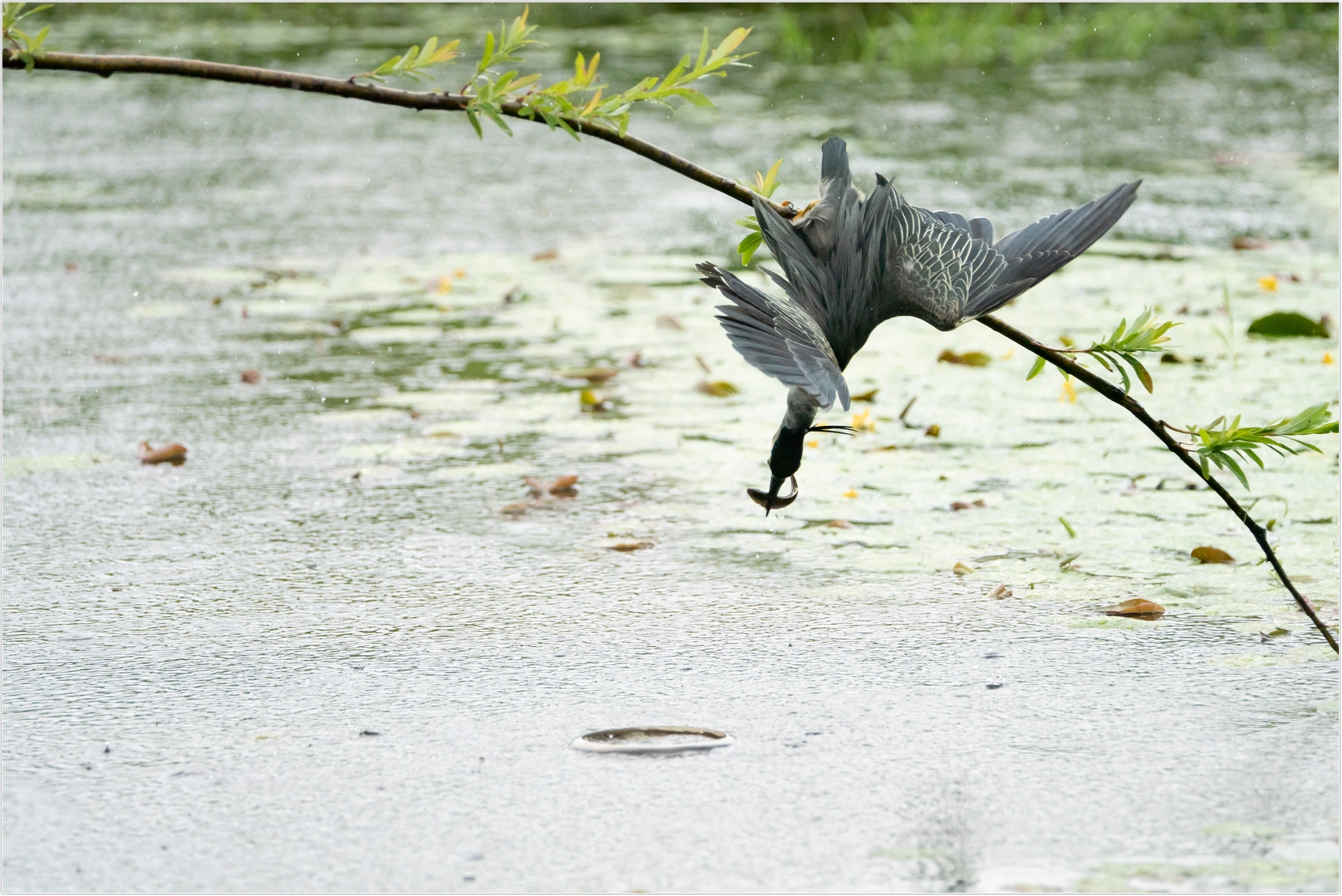 PHOTO BY  | ILCE-7RM4 | 2024:06:22 15:05:50 | ISO-1000 | 1/2000 sec | f 6.3 | 273 mm | EV=0 | ● WIDTH:1707 pixels  HEIGHT:1140 pixels