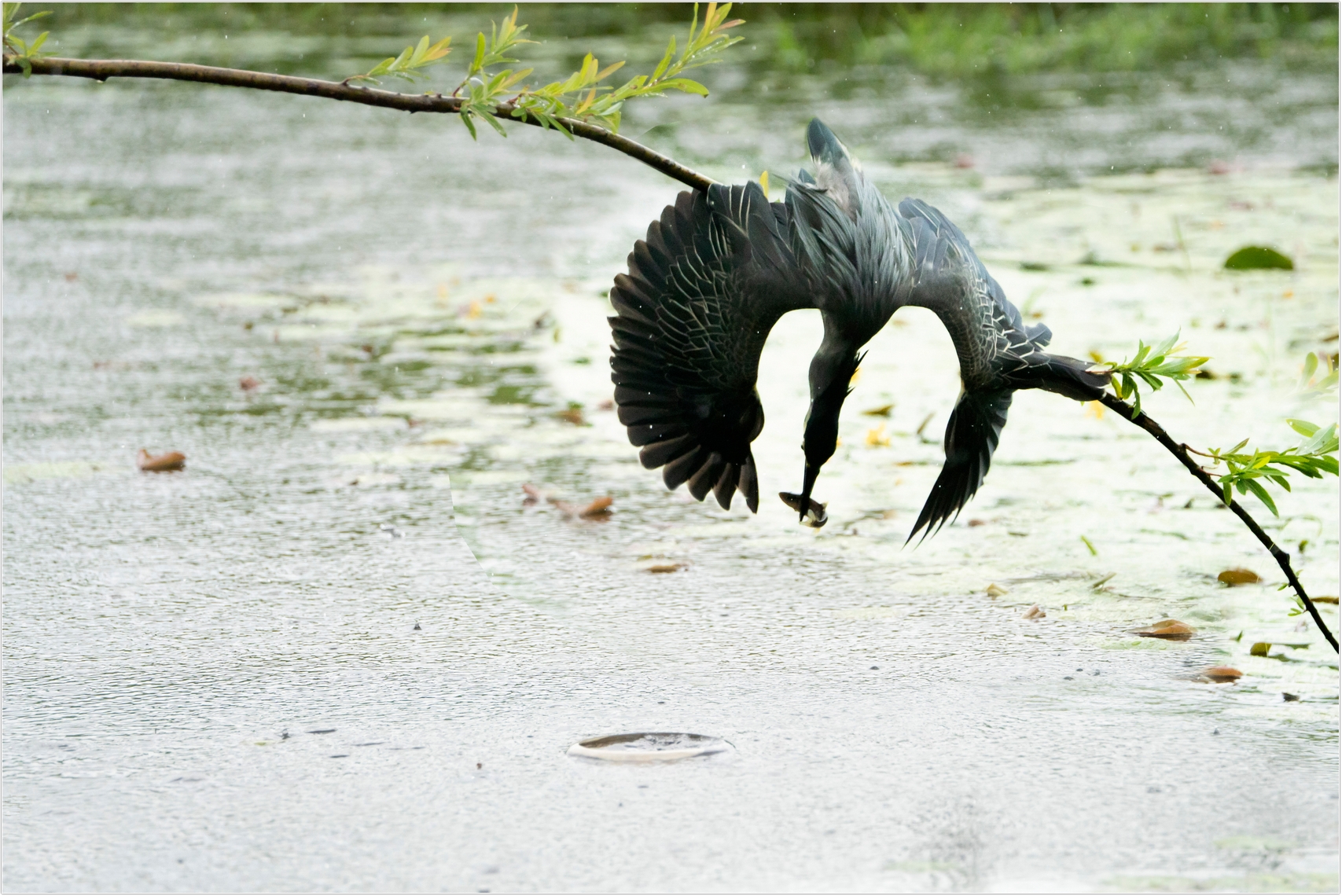 PHOTO BY  | ILCE-7RM4 | 2024:06:22 15:05:50 | ISO-1000 | 1/2000 sec | f 6.3 | 273 mm | EV=0 | ● WIDTH:1707 pixels  HEIGHT:1140 pixels