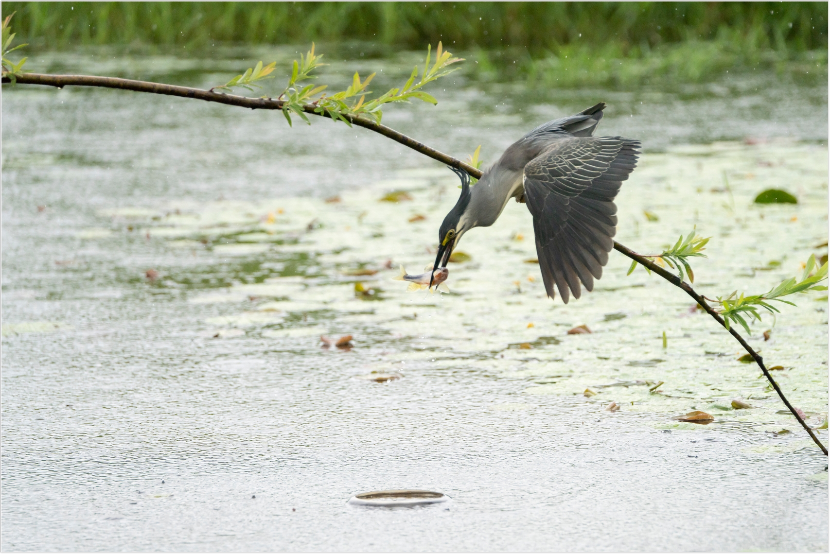 PHOTO BY  | ILCE-7RM4 | 2024:06:22 15:05:51 | ISO-1000 | 1/2000 sec | f 6.3 | 273 mm | EV=0 | ● WIDTH:1707 pixels  HEIGHT:1140 pixels