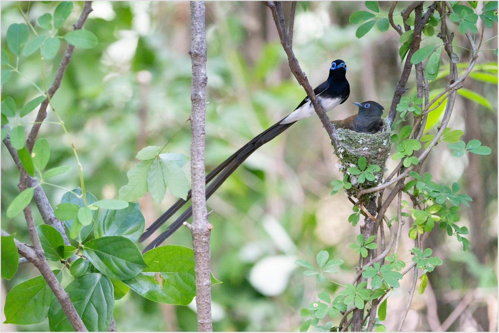 PHOTO BY  | ILCE-7RM4 | 2024:06:23 13:36:57 | ISO-2500 | 1/500 sec | f 6.3 | 400 mm | EV=0 | ● WIDTH:1707 pixels  HEIGHT:1140 pixels