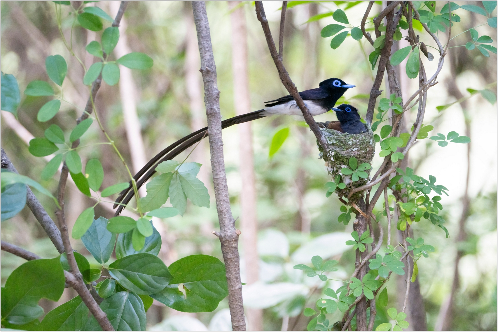 PHOTO BY  | ILCE-7RM4 | 2024:06:23 11:50:55 | ISO-2000 | 1/500 sec | f 6.3 | 282 mm | EV=0 | ● WIDTH:1707 pixels  HEIGHT:1140 pixels