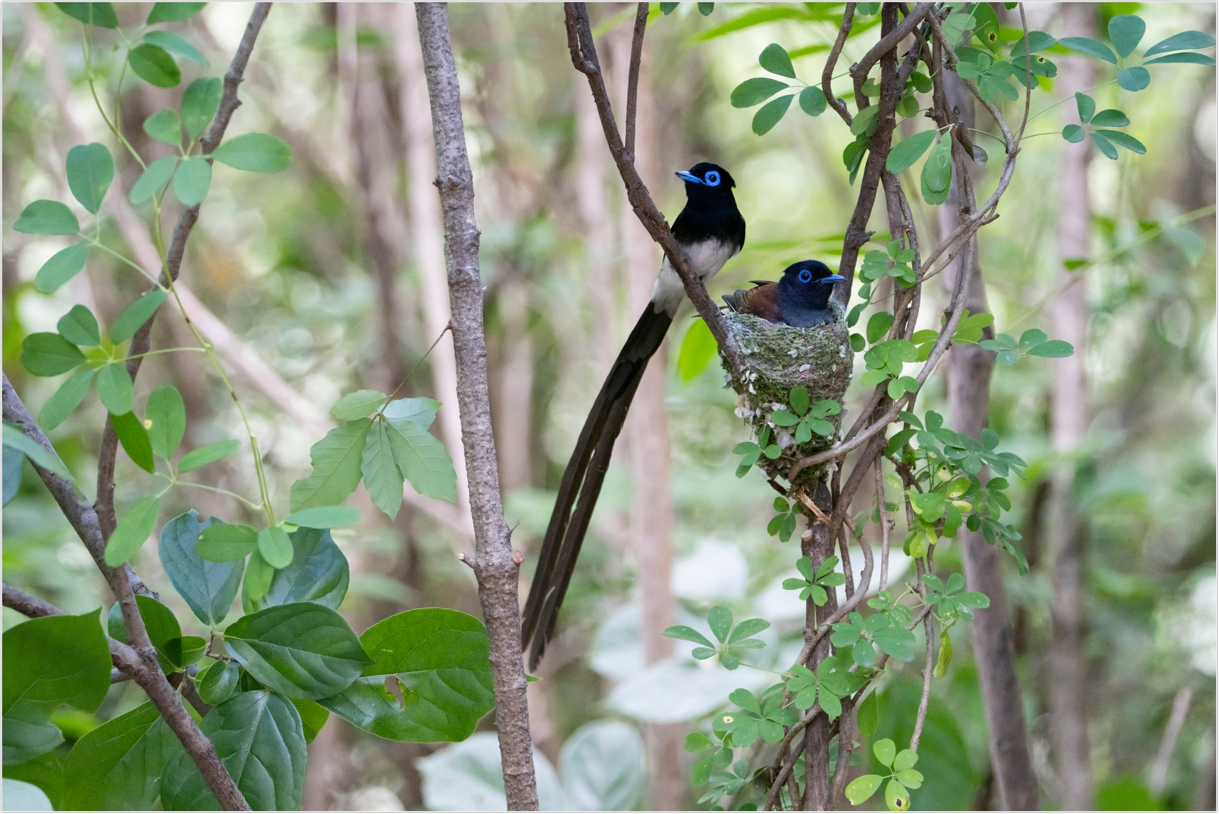 PHOTO BY  | ILCE-7RM4 | 2024:06:23 12:10:17 | ISO-2000 | 1/250 sec | f 6.3 | 273 mm | EV=0 | ● WIDTH:1707 pixels  HEIGHT:1140 pixels