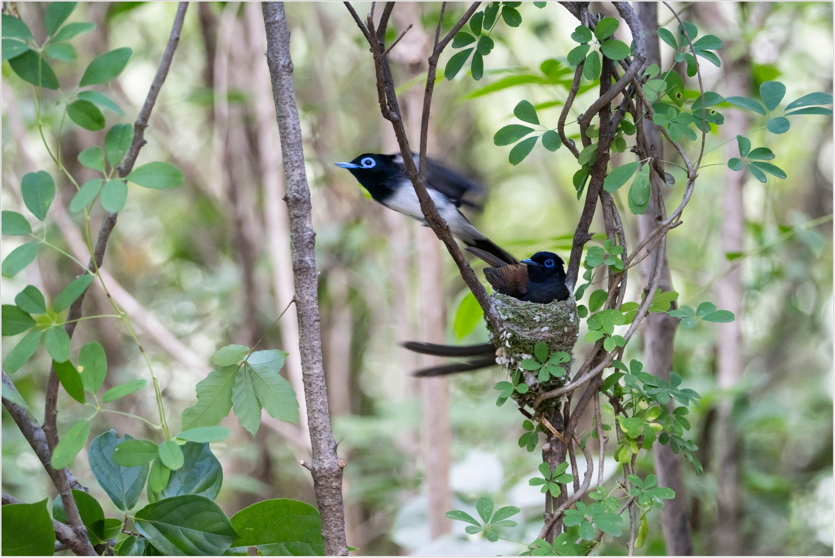 PHOTO BY  | ILCE-7RM4 | 2024:06:23 12:10:18 | ISO-2000 | 1/250 sec | f 6.3 | 273 mm | EV=0 | ● WIDTH:1707 pixels  HEIGHT:1140 pixels