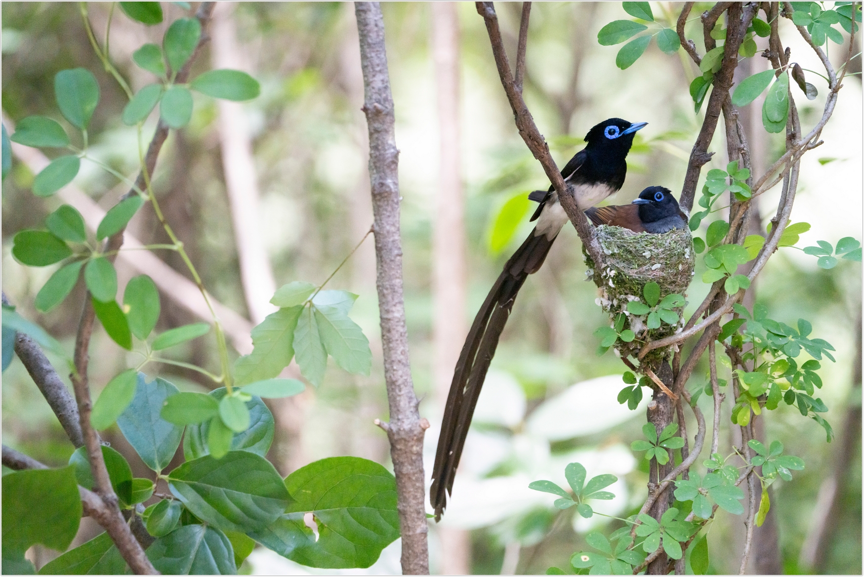 PHOTO BY  | ILCE-7RM4 | 2024:06:23 12:47:02 | ISO-2500 | 1/1000 sec | f 6.3 | 381 mm | EV=0 | ● WIDTH:1707 pixels  HEIGHT:1140 pixels