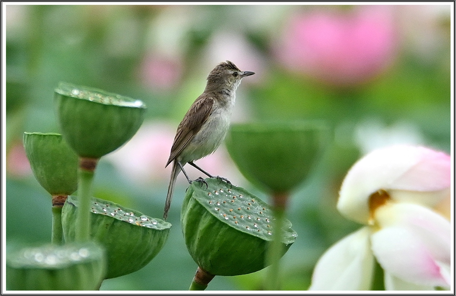 PHOTO BY  | NIKON Z 7_2 | 2024:07:08 19:44:51 | ISO-400 | 1/1600 sec | f 5 | 300 mm | EV=0.3 | ● WIDTH:5408 pixels  HEIGHT:3600 pixels