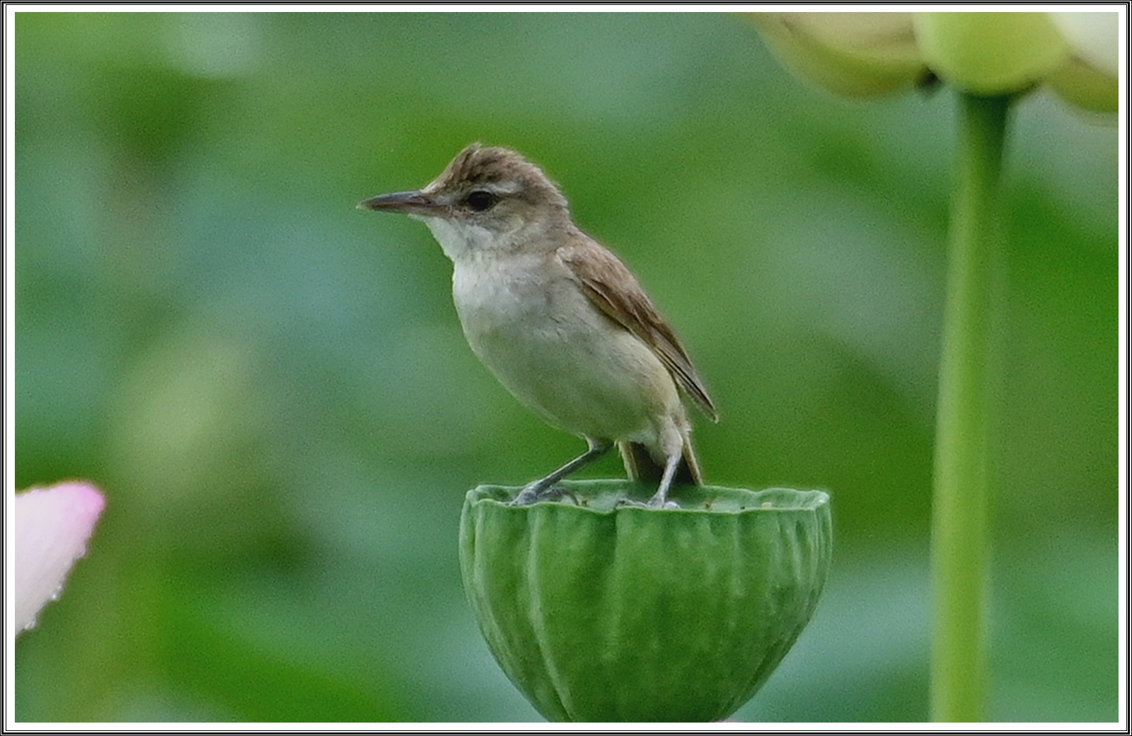 PHOTO BY  | NIKON Z 7_2 | 2024:07:08 19:45:42 | ISO-400 | 1/1600 sec | f 5 | 300 mm | EV=0.3 | ● WIDTH:5408 pixels  HEIGHT:3600 pixels