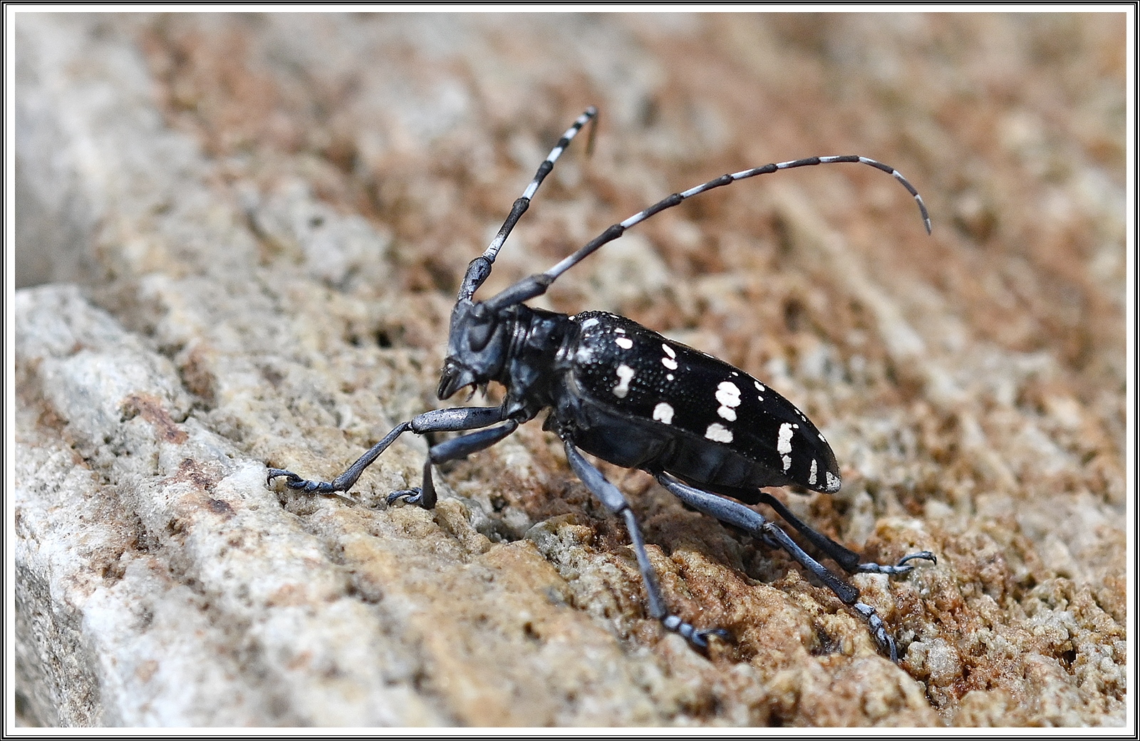 PHOTO BY  | NIKON Z 7_2 | 2024:07:08 22:52:15 | ISO-500 | 1/2500 sec | f 4 | 60 mm | EV=-0.3 | ● WIDTH:5408 pixels  HEIGHT:3600 pixels