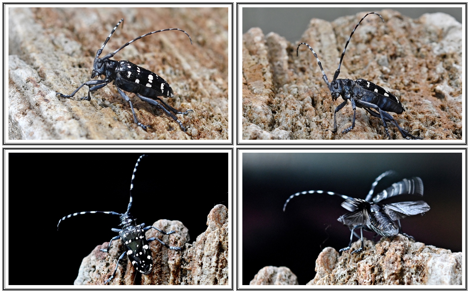 PHOTO BY  | NIKON Z 7_2 | 2024:07:08 22:52:15 | ISO-500 | 1/2500 sec | f 4 | 60 mm | EV=-0.3 | ● WIDTH:5408 pixels  HEIGHT:3600 pixels