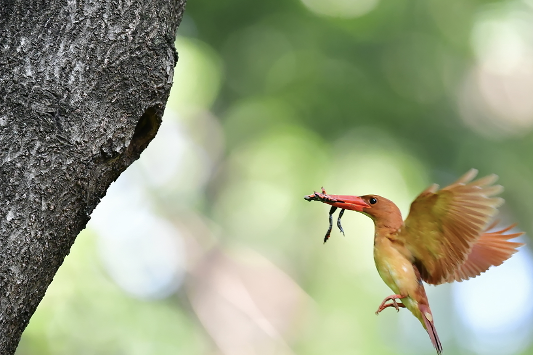 PHOTO BY ChoiJunqSeop | Canon EOS-1D X Mark II | 2024:06:27 16:18:24 | ISO-100 | 1/25 sec | f 7.1 | 300 mm | EV=-0.7 | ● WIDTH:1800 pixels  HEIGHT:1200 pixels