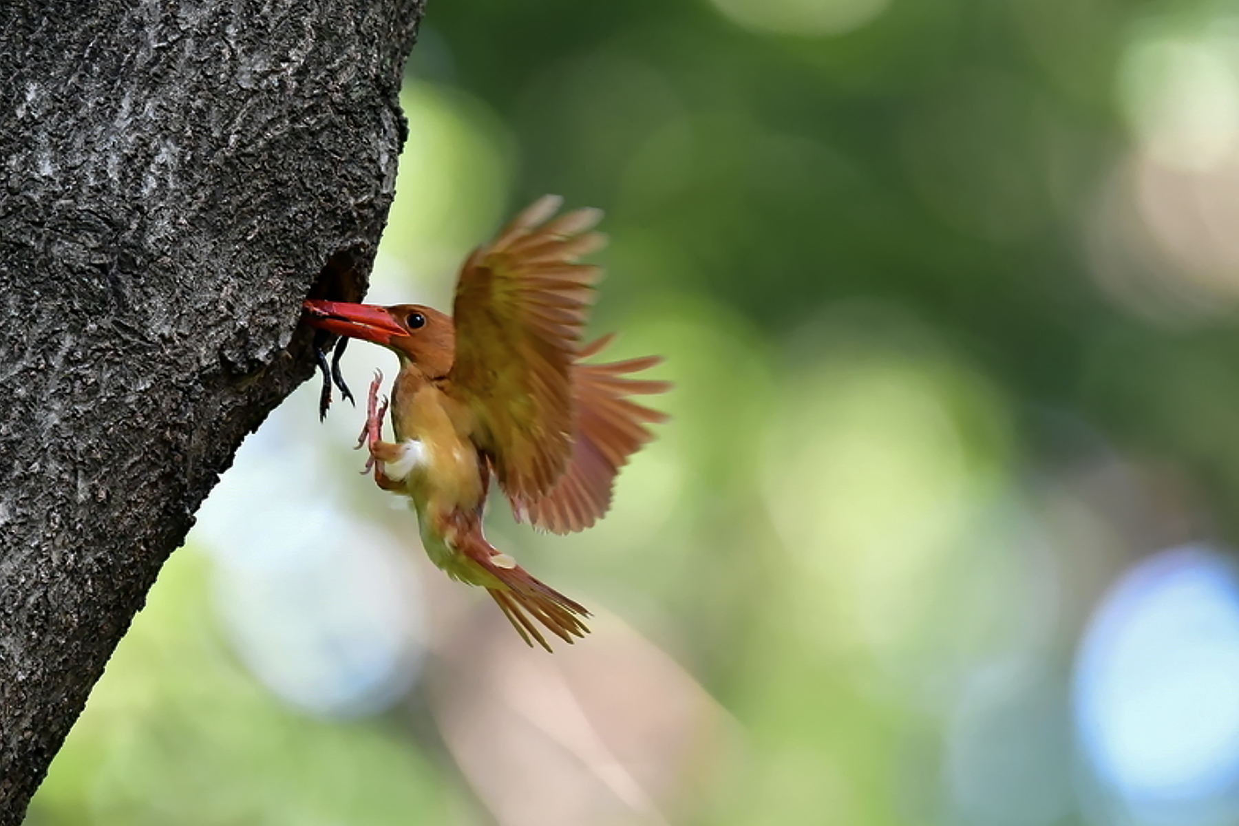 PHOTO BY ChoiJunqSeop | Canon EOS-1D X Mark II | 2024:06:27 16:18:36 | ISO-100 | 1/80 sec | f 7.1 | 300 mm | EV=-0.7 | ● WIDTH:1800 pixels  HEIGHT:1200 pixels
