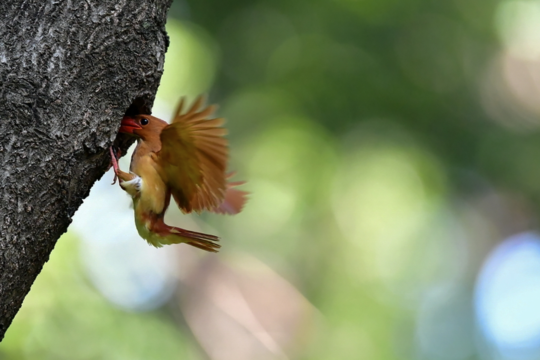 PHOTO BY ChoiJunqSeop | Canon EOS-1D X Mark II | 2024:06:27 16:18:36 | ISO-100 | 1/80 sec | f 7.1 | 300 mm | EV=-0.7 | ● WIDTH:1800 pixels  HEIGHT:1200 pixels