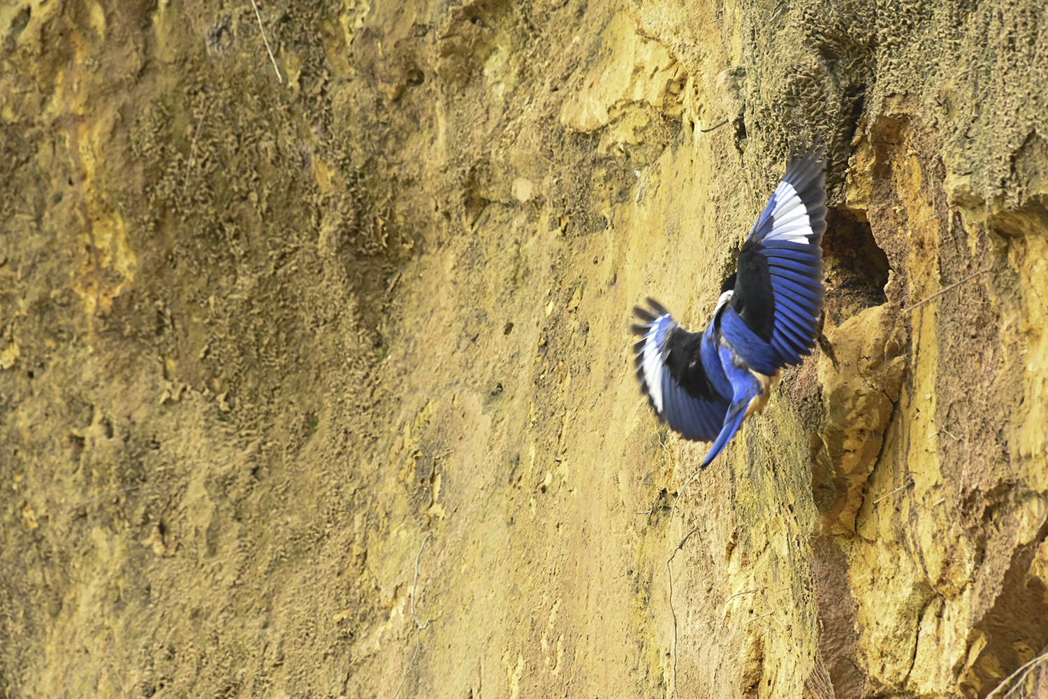 PHOTO BY  | NIKON Z 7 | 2024:07:07 10:29:20 | ISO-10000 | 1/800 sec | f 11 | 500 mm | EV=0 | ● WIDTH:1500 pixels  HEIGHT:1000 pixels