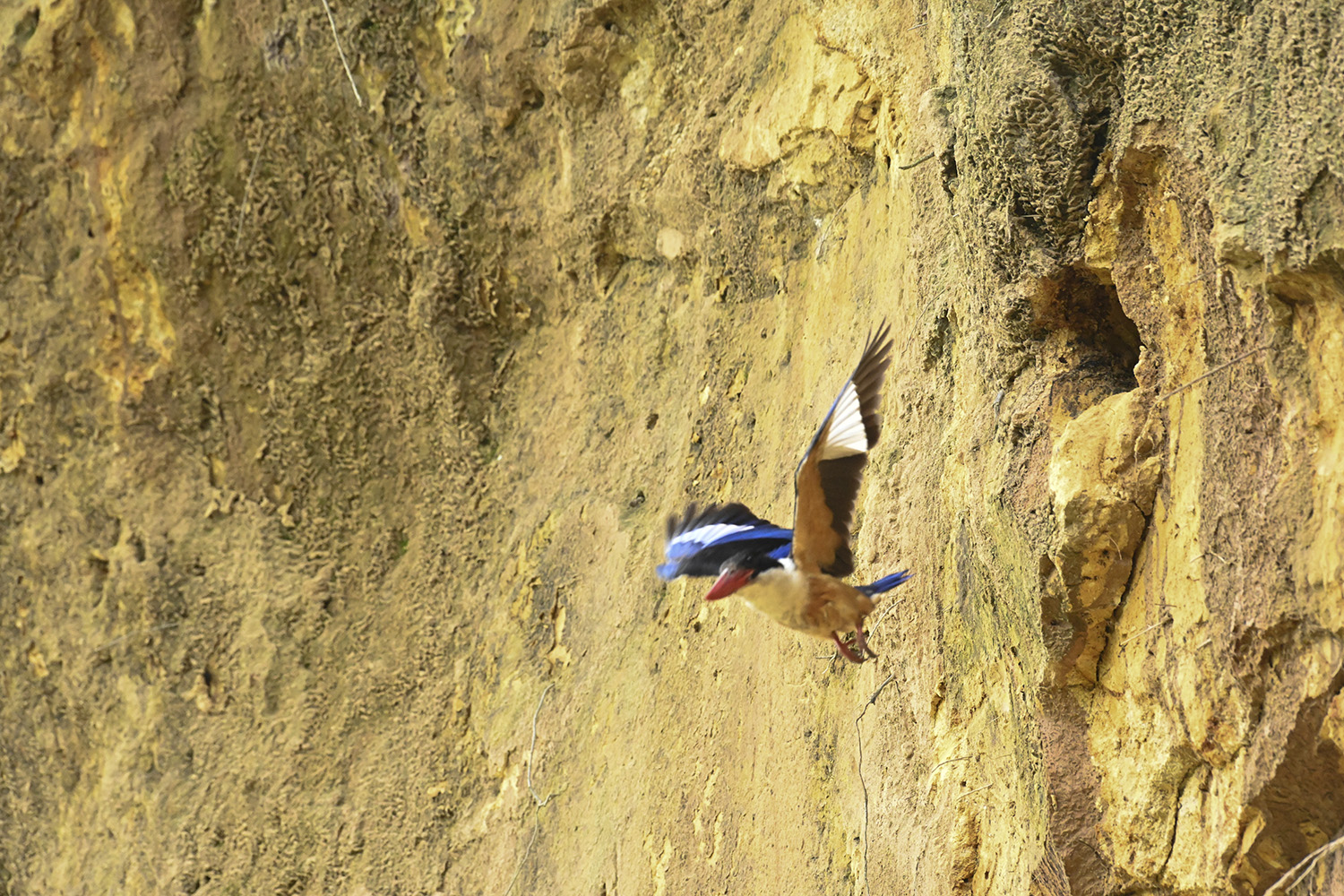 PHOTO BY  | NIKON Z 7 | 2024:07:07 10:29:24 | ISO-10000 | 1/800 sec | f 11 | 500 mm | EV=0 | ● WIDTH:1500 pixels  HEIGHT:1000 pixels