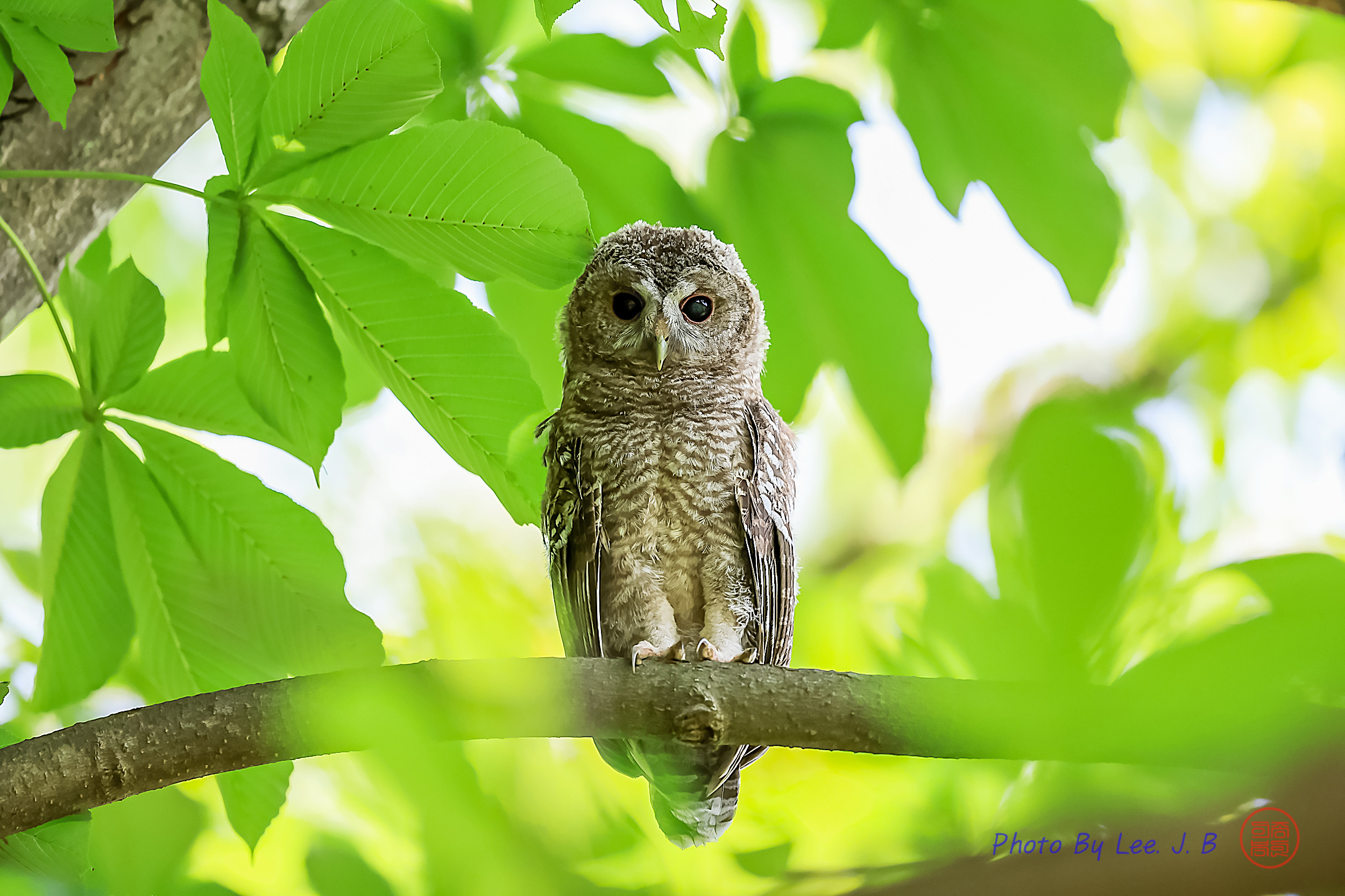 PHOTO BY  | Canon EOS R3 | 2024:06:19 09:55:01 | ISO-2000 | 1/1250 sec | f 4 | 600 mm | EV=-0.7 | ● WIDTH:2500 pixels  HEIGHT:1665 pixels