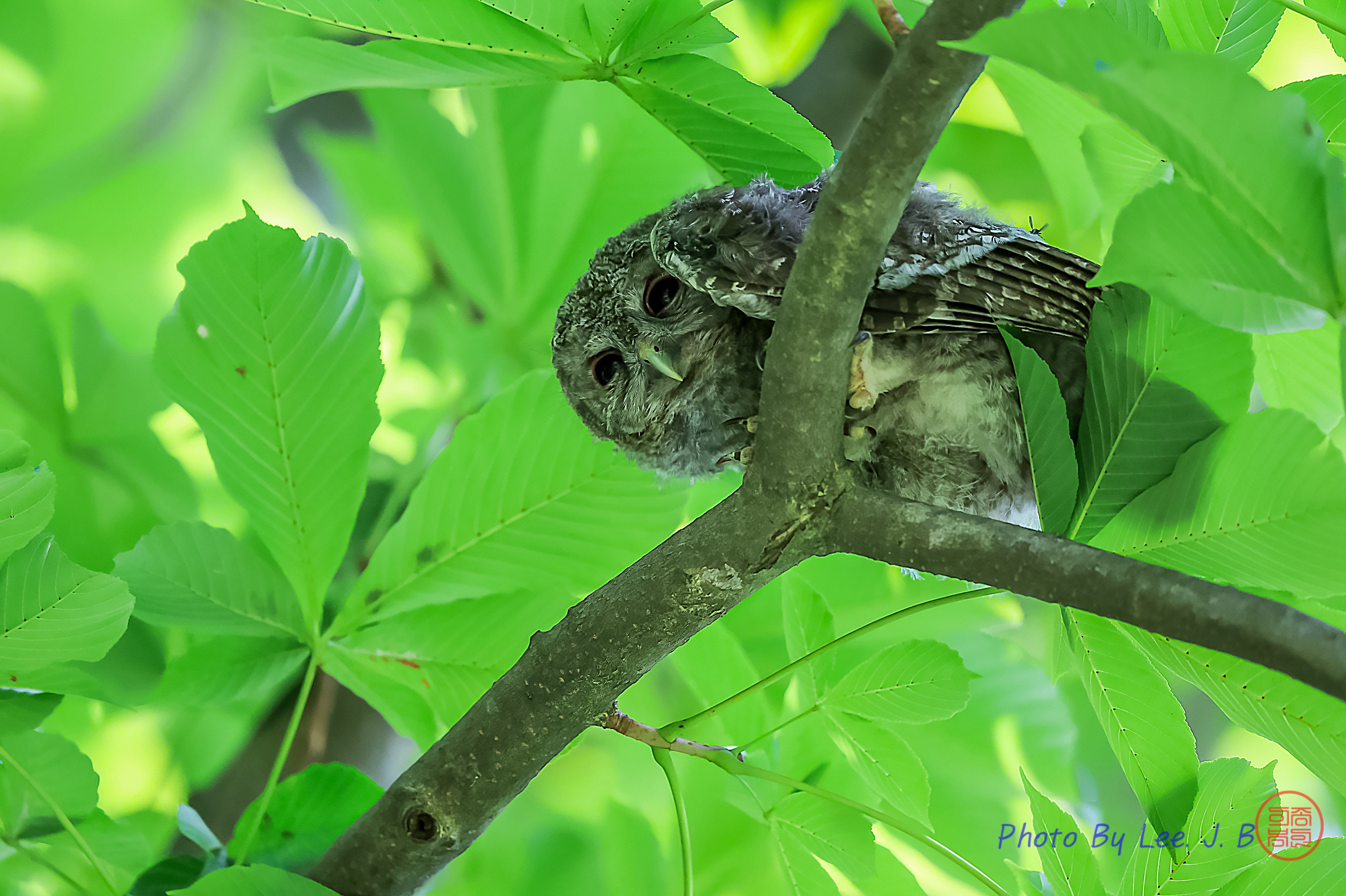 PHOTO BY  | Canon EOS R3 | 2024:06:19 09:57:28 | ISO-4000 | 1/2000 sec | f 4 | 600 mm | EV=-0.7 | ● WIDTH:2185 pixels  HEIGHT:1454 pixels