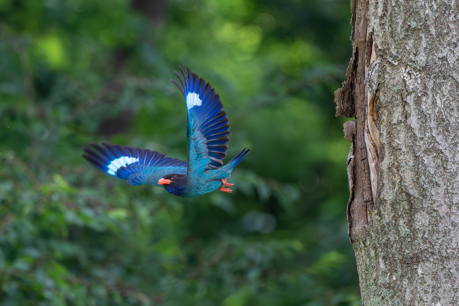 PHOTO BY  | NIKON D500 | 2024:07:05 10:34:54 | ISO-1600 | 1/1600 sec | f 5.6 | 500 mm | EV=-0.3 | ● WIDTH:  HEIGHT: