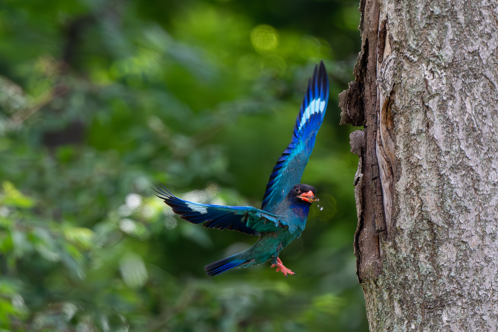 PHOTO BY  | NIKON D500 | 2024:07:05 11:11:05 | ISO-2500 | 1/1600 sec | f 5.6 | 500 mm | EV=0 | ● WIDTH:  HEIGHT: