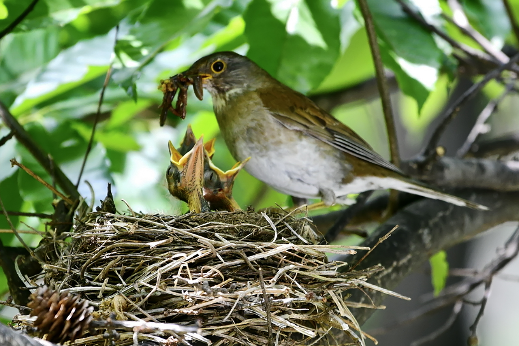 PHOTO BY ChoiJunqSeop | Canon EOS-1D X Mark II | 2024:06:27 16:18:37 | ISO-100 | 1/80 sec | f 7.1 | 300 mm | EV=-0.7 | ● WIDTH:1800 pixels  HEIGHT:1200 pixels