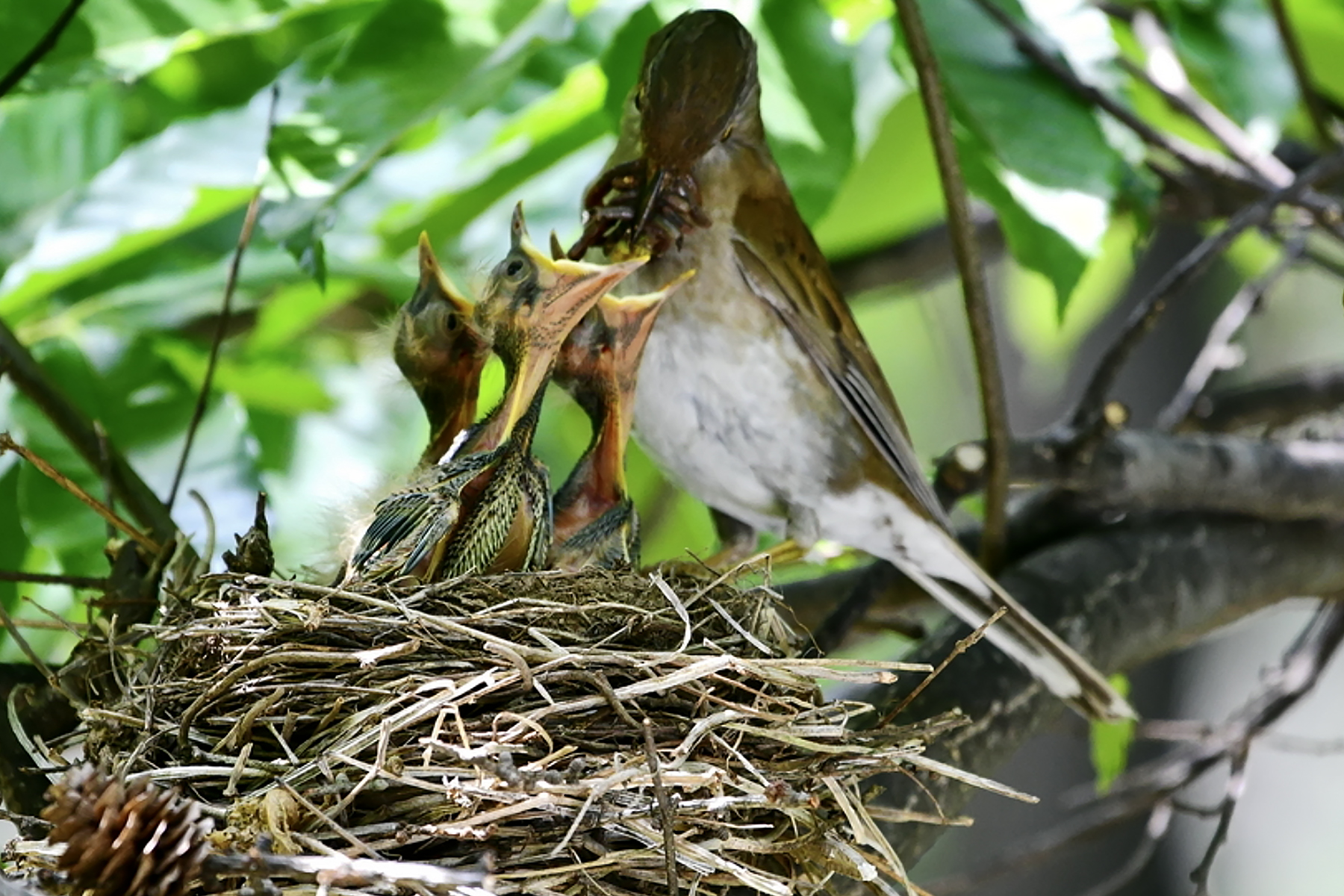 PHOTO BY ChoiJunqSeop | Canon EOS-1D X Mark II | 2024:06:27 16:18:51 | ISO-100 | 1/60 sec | f 7.1 | 300 mm | EV=-0.7 | ● WIDTH:1800 pixels  HEIGHT:1200 pixels