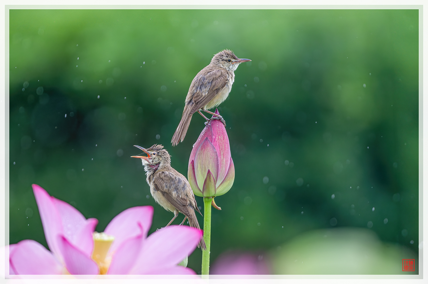 PHOTO BY  | NIKON Z 9 | 2024:07:09 11:22:01 | ISO-900 | 1/1250 sec | f 5.6 | 840 mm | EV=-0.3 | ● WIDTH:1500 pixels  HEIGHT:996 pixels