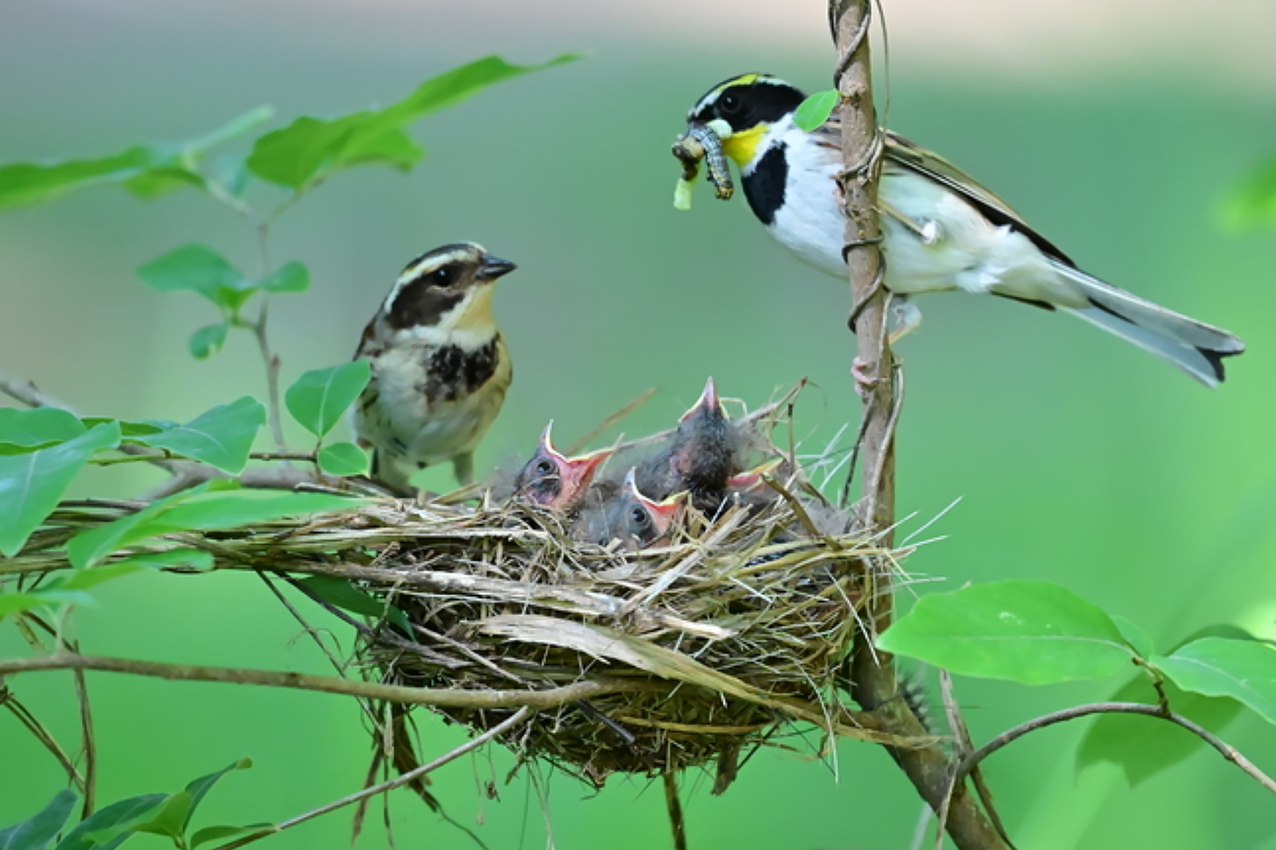 PHOTO BY ChoiJunqSeop | Canon EOS-1D X Mark II | 2024:06:27 16:18:51 | ISO-100 | 1/60 sec | f 7.1 | 300 mm | EV=-0.7 | ● WIDTH:1800 pixels  HEIGHT:1200 pixels