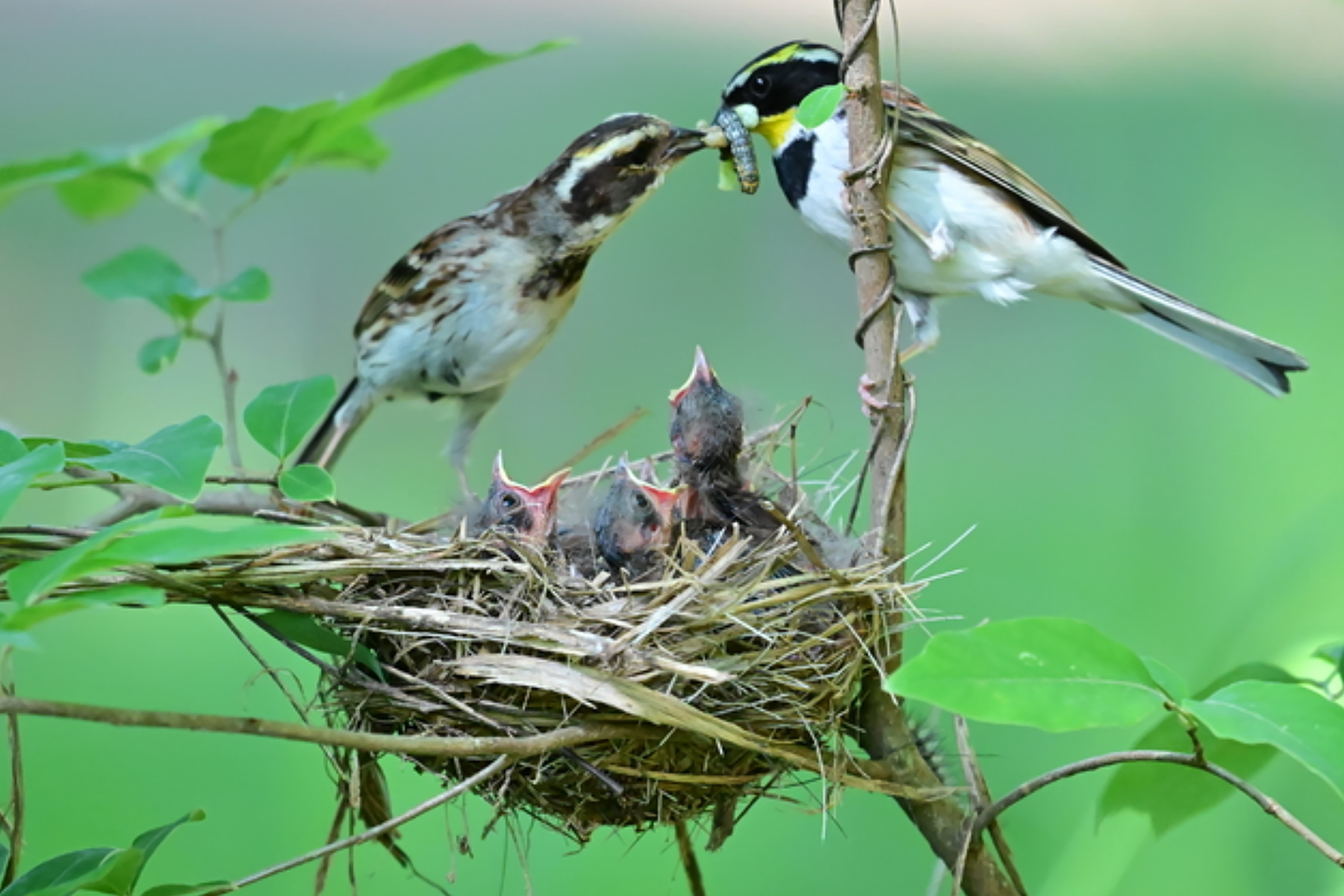 PHOTO BY ChoiJunqSeop | Canon EOS-1D X Mark II | 2024:06:27 16:18:52 | ISO-100 | 1/80 sec | f 7.1 | 300 mm | EV=-0.7 | ● WIDTH:1800 pixels  HEIGHT:1200 pixels