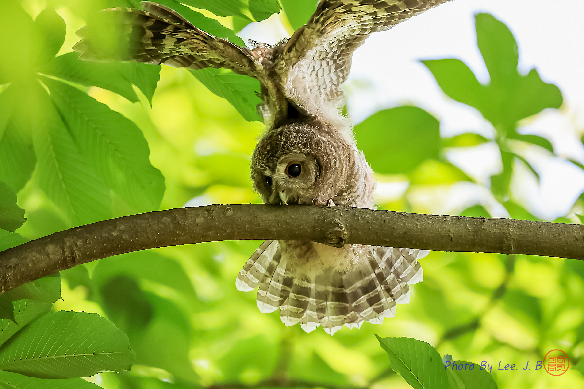 PHOTO BY  | Canon EOS R3 | 2024:06:19 10:16:56 | ISO-2500 | 1/2500 sec | f 4 | 600 mm | EV=-0.7 | ● WIDTH:2488 pixels  HEIGHT:1655 pixels