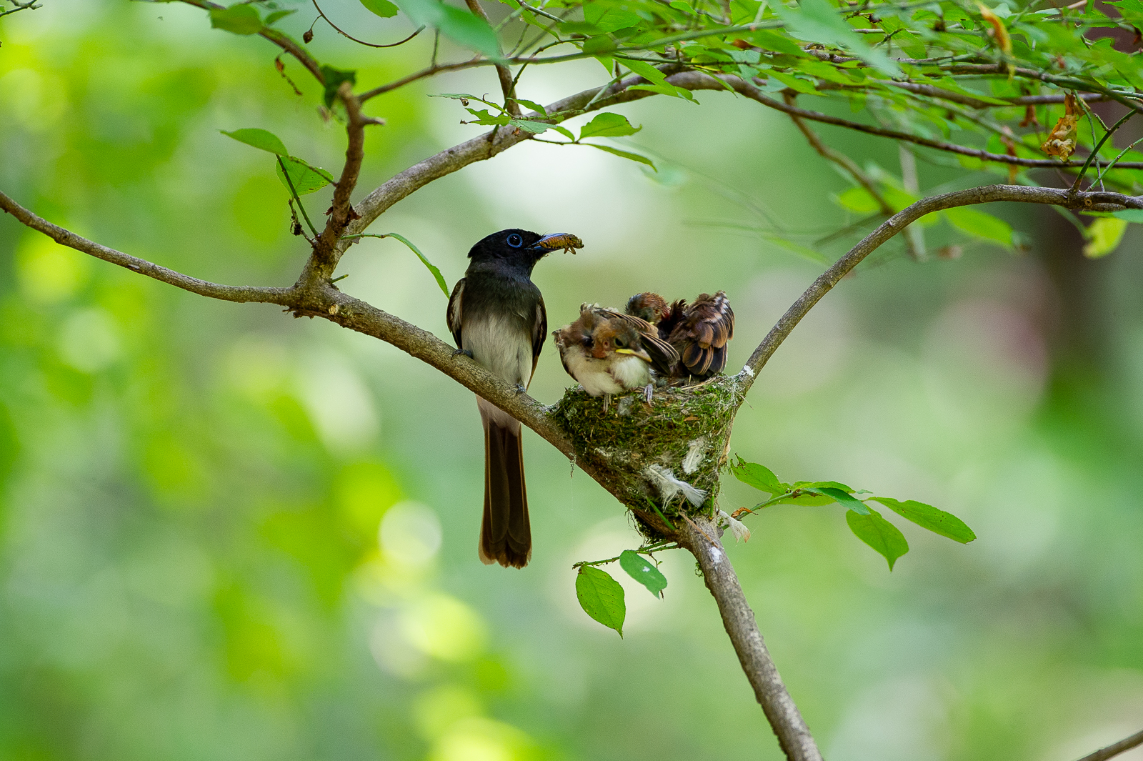 PHOTO BY KDS | NIKON D3S | 2014:07:01 13:30:01 | ISO-1600 | 1/160 sec | f 4 | 500 mm | EV=-0.3 | ● WIDTH:  HEIGHT: