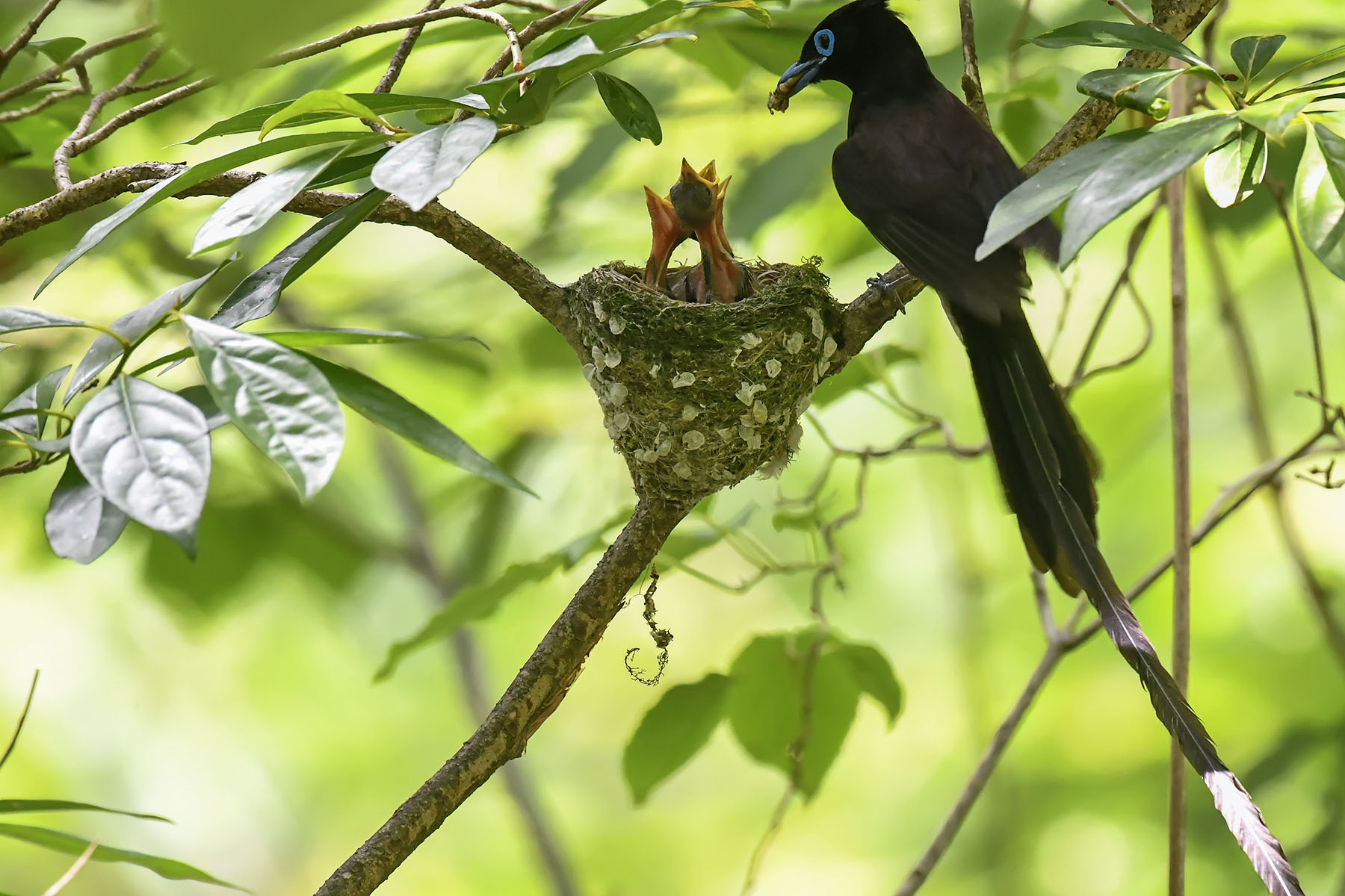 PHOTO BY ChoiJunqSeop | Canon EOS-1D X Mark II | 2024:07:09 14:46:06 | ISO-800 | 1/800 sec | f 6.3 | 300 mm | EV=0 | ● WIDTH:1800 pixels  HEIGHT:1200 pixels